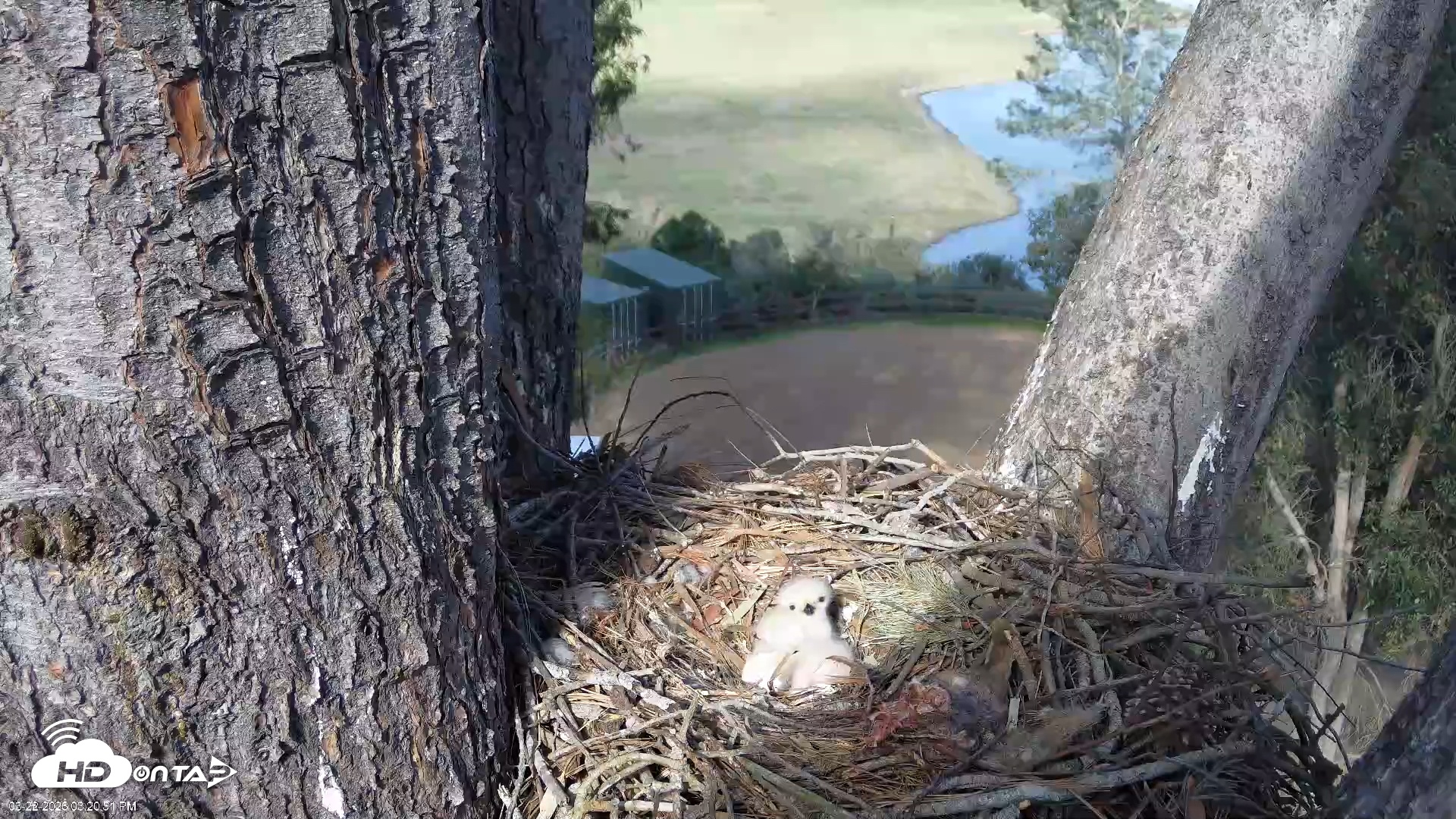 Snapshot of Red-Tailed Hawk Live Webcam taken Mar 22, 2026, 4:23pm PDT