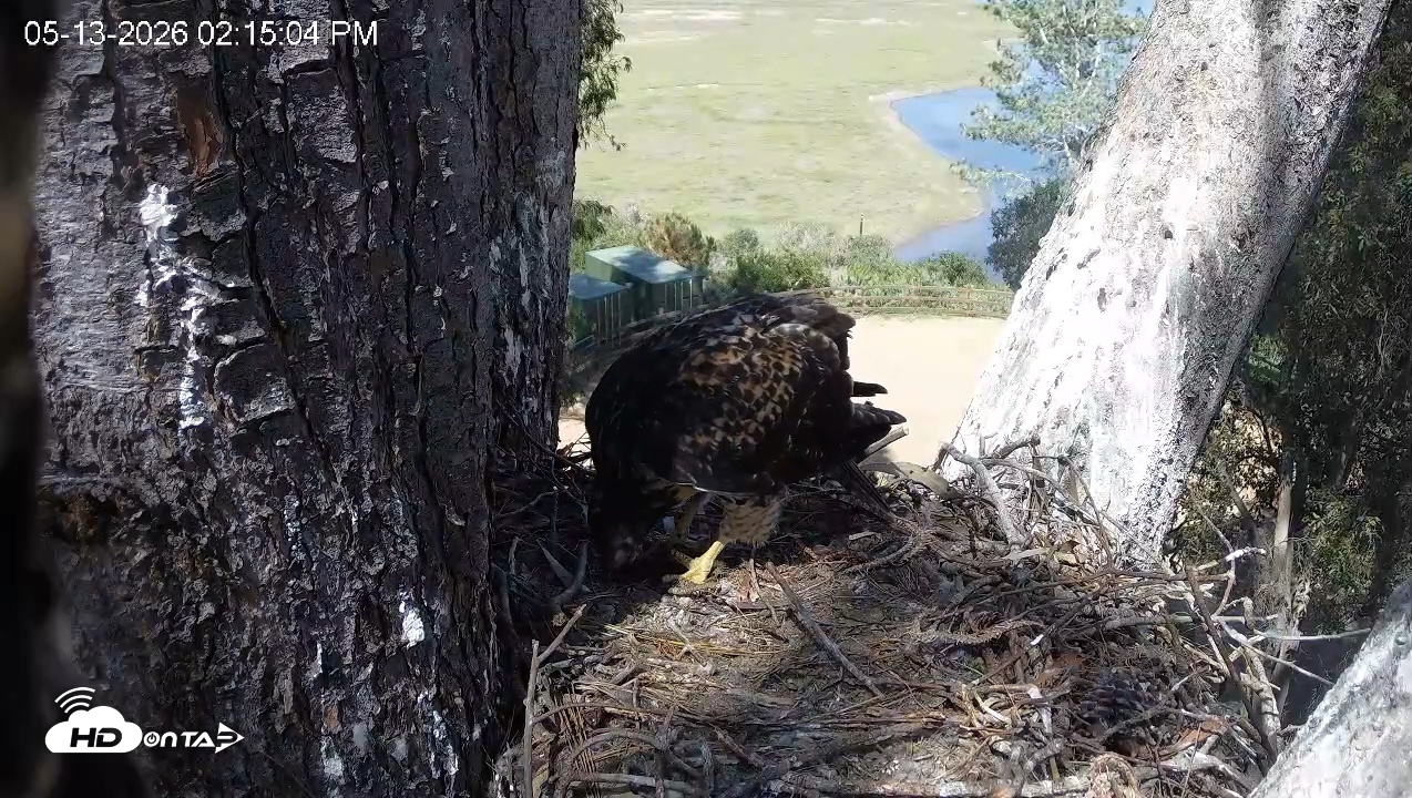 Snapshot of Red-Tailed Hawk Live Webcam taken May 13, 2026, 3:16pm PDT