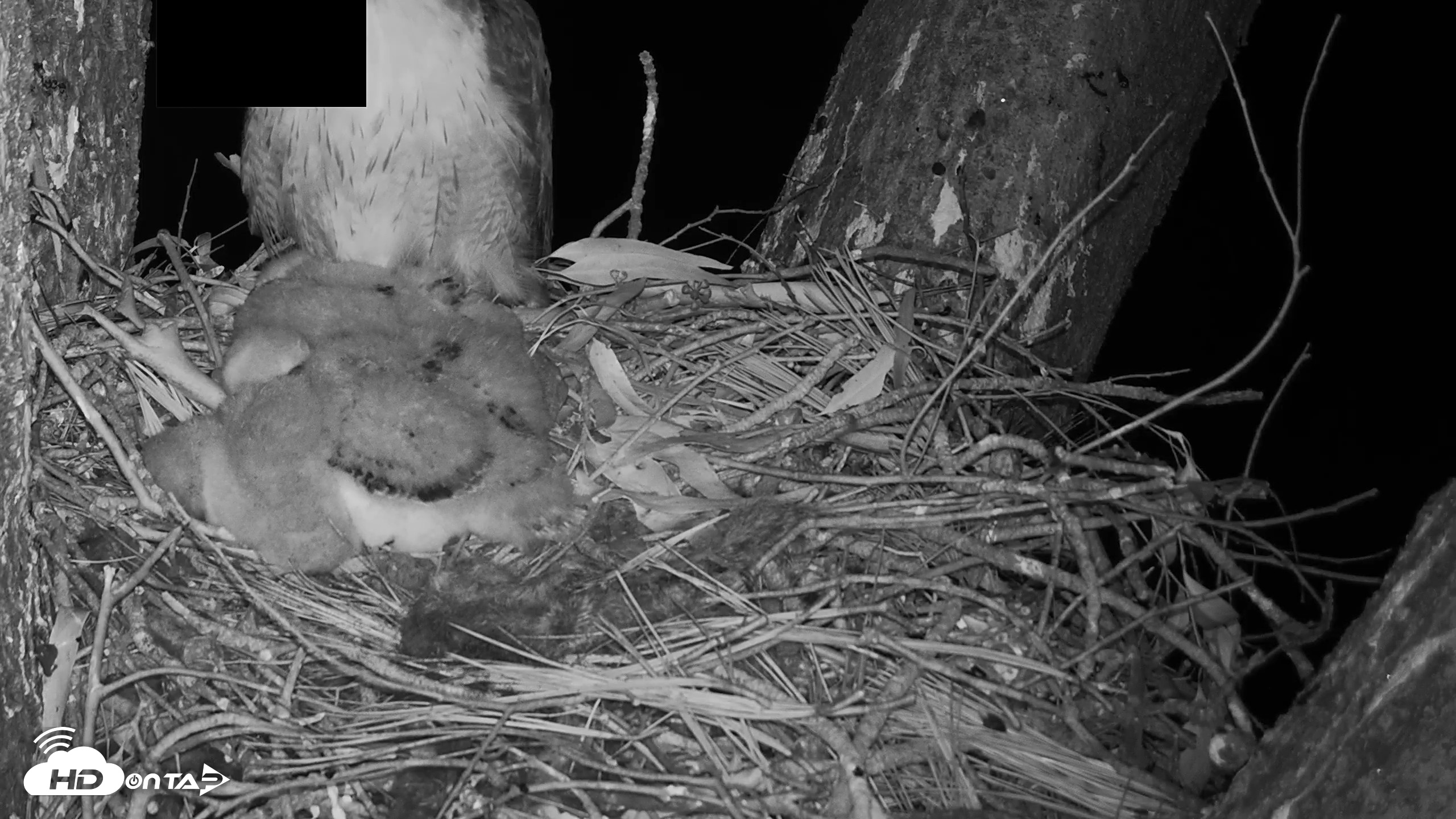 Snapshot of Red-Tailed Hawk Live Webcam taken Apr 11, 2026, 4:59am PDT