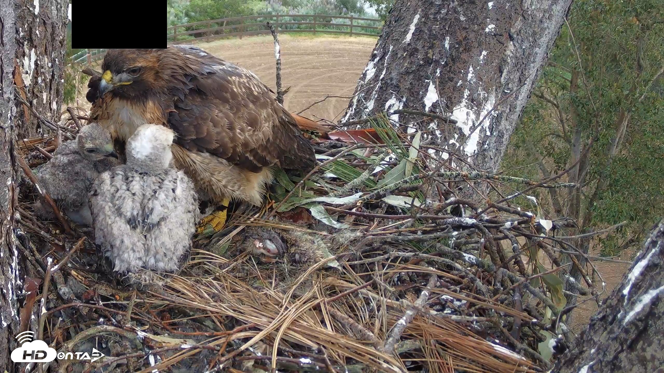 Snapshot of Red-Tailed Hawk Live Webcam taken Apr 11, 2026, 7:28am PDT