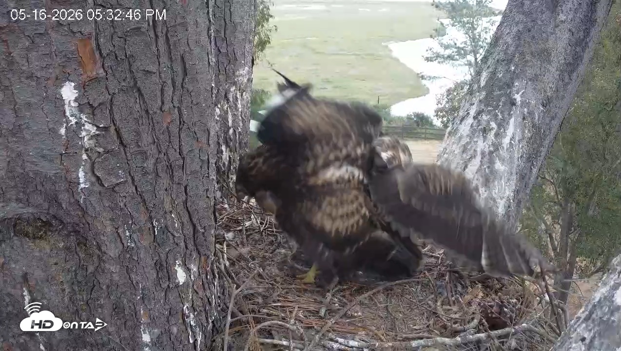 Snapshot of Red-Tailed Hawk Live Webcam taken May 16, 2026, 6:36pm PDT