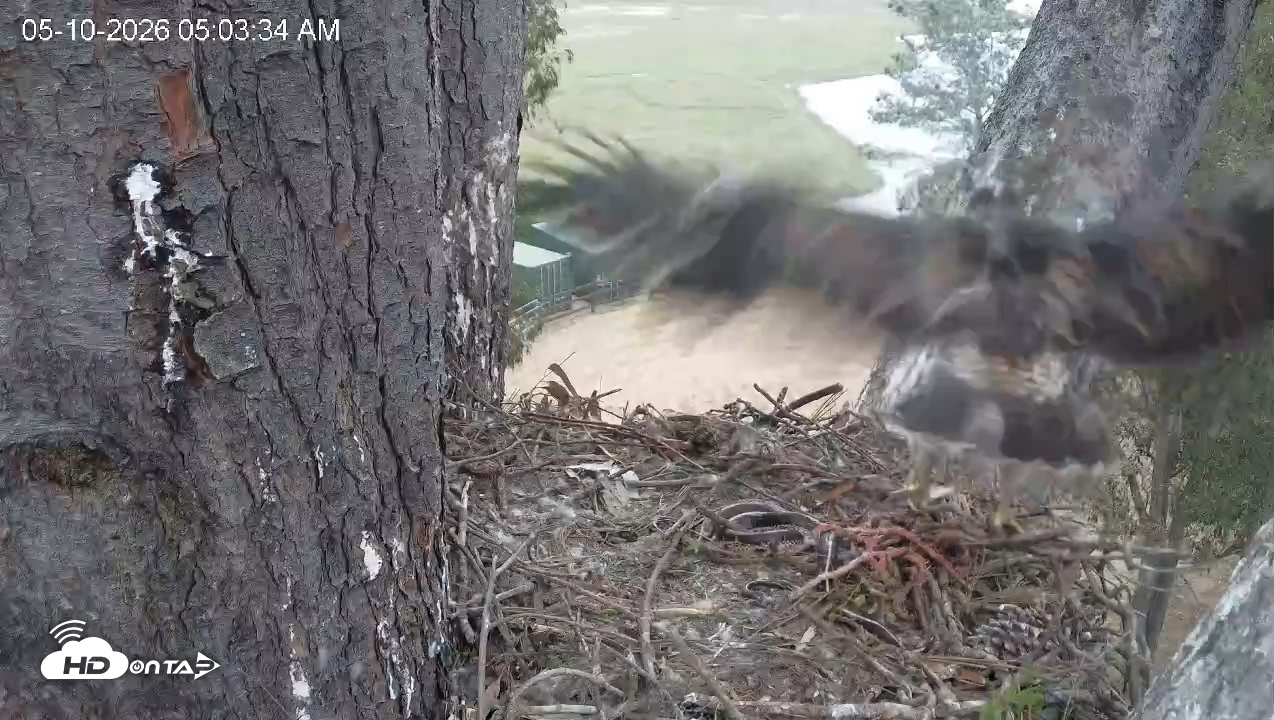 Snapshot of Red-Tailed Hawk Live Webcam taken May 10, 2026, 6:06am PDT
