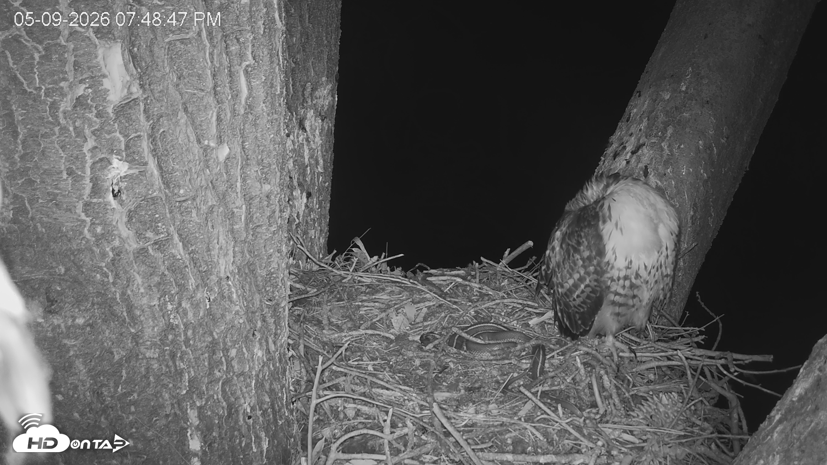 Snapshot of Red-Tailed Hawk Live Webcam taken May 9, 2026, 8:49pm PDT