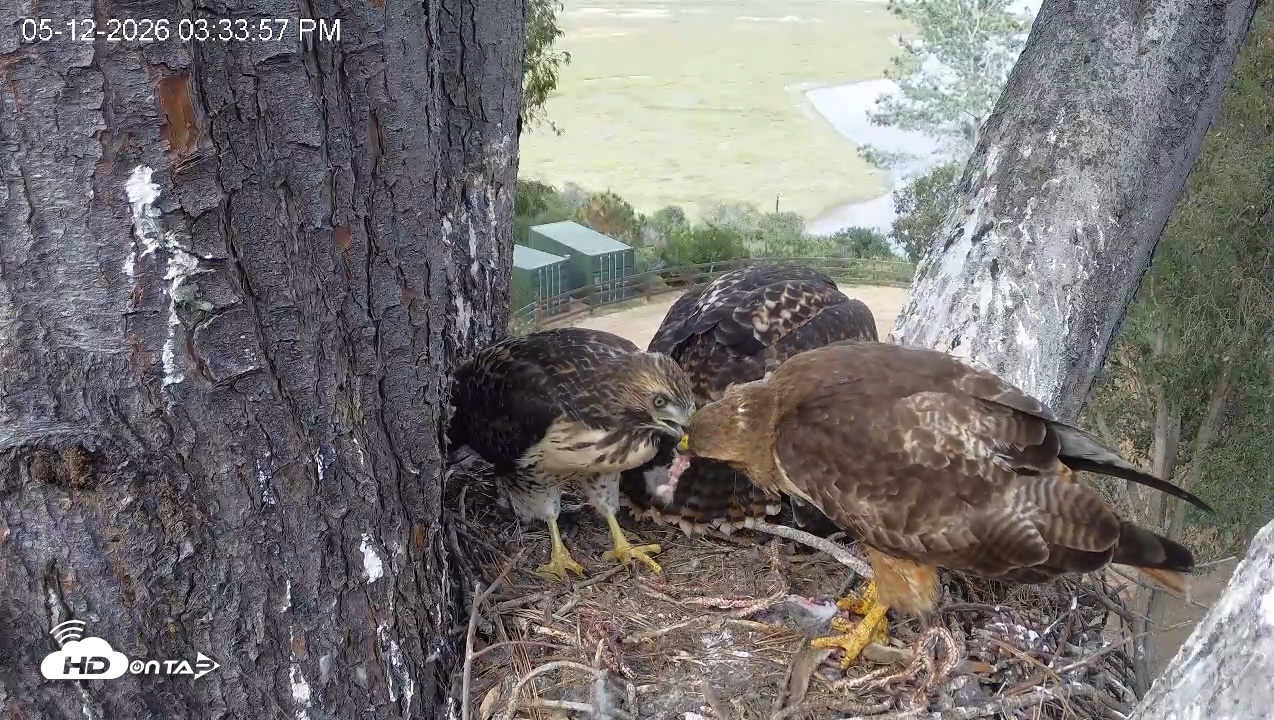 Snapshot of Red-Tailed Hawk Live Webcam taken May 12, 2026, 4:34pm PDT