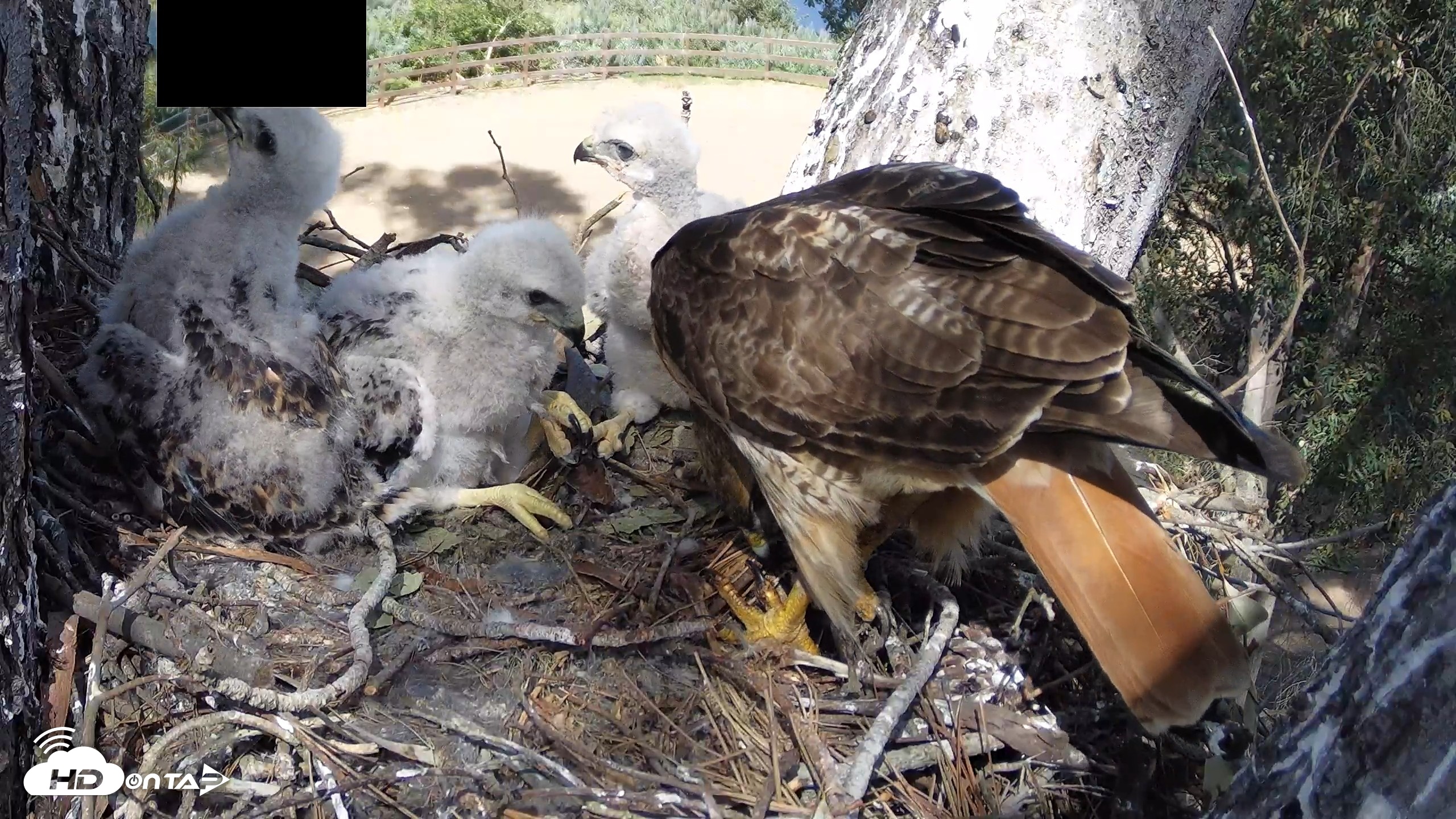 Snapshot of Red-Tailed Hawk Live Webcam taken Apr 15, 2026, 3:32pm PDT