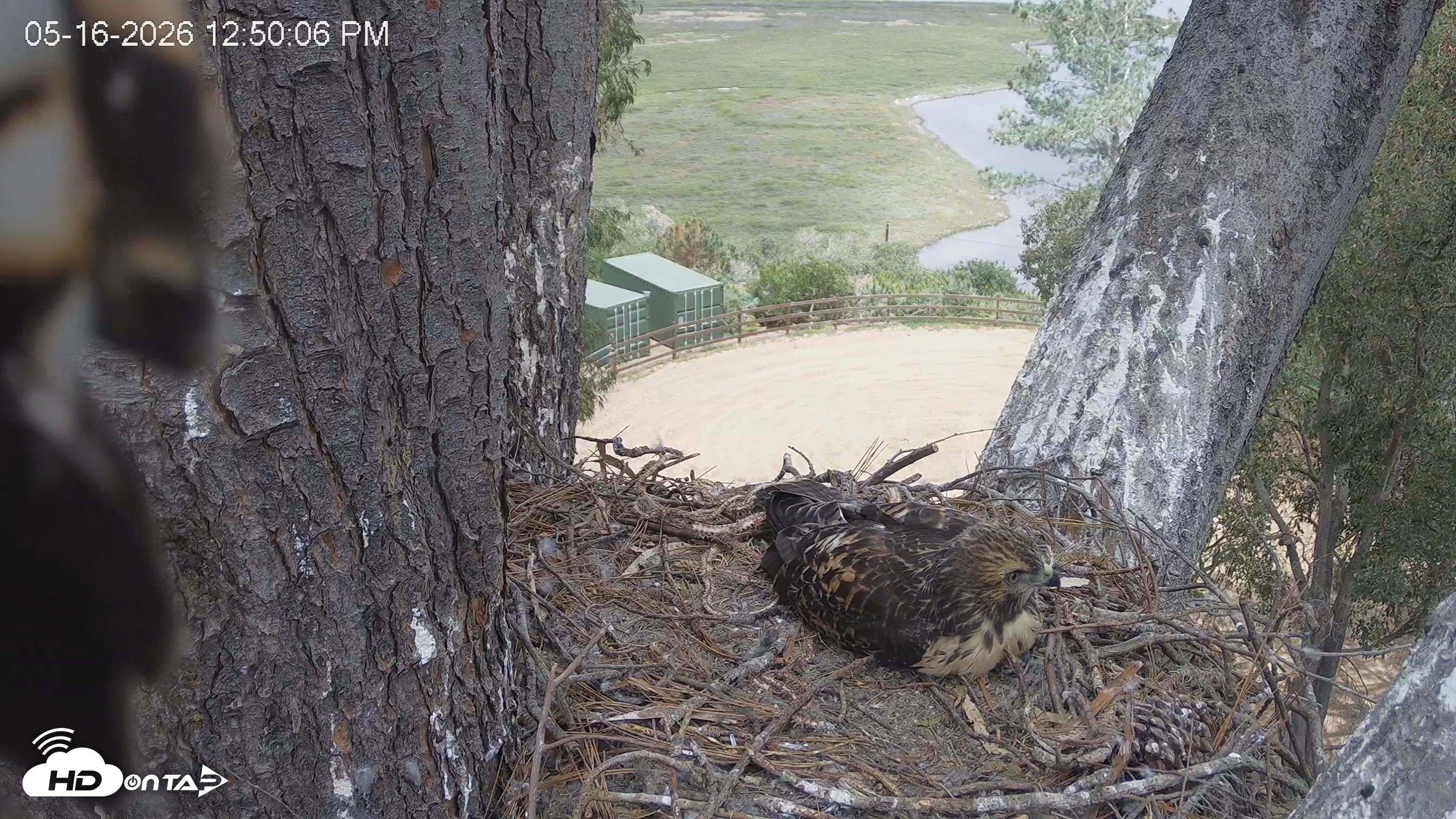 Snapshot of Red-Tailed Hawk Live Webcam taken May 16, 2026, 1:50pm PDT