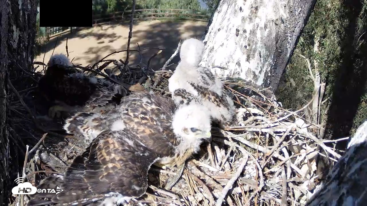 Snapshot of Red-Tailed Hawk Live Webcam taken Apr 21, 2026, 4:36pm PDT