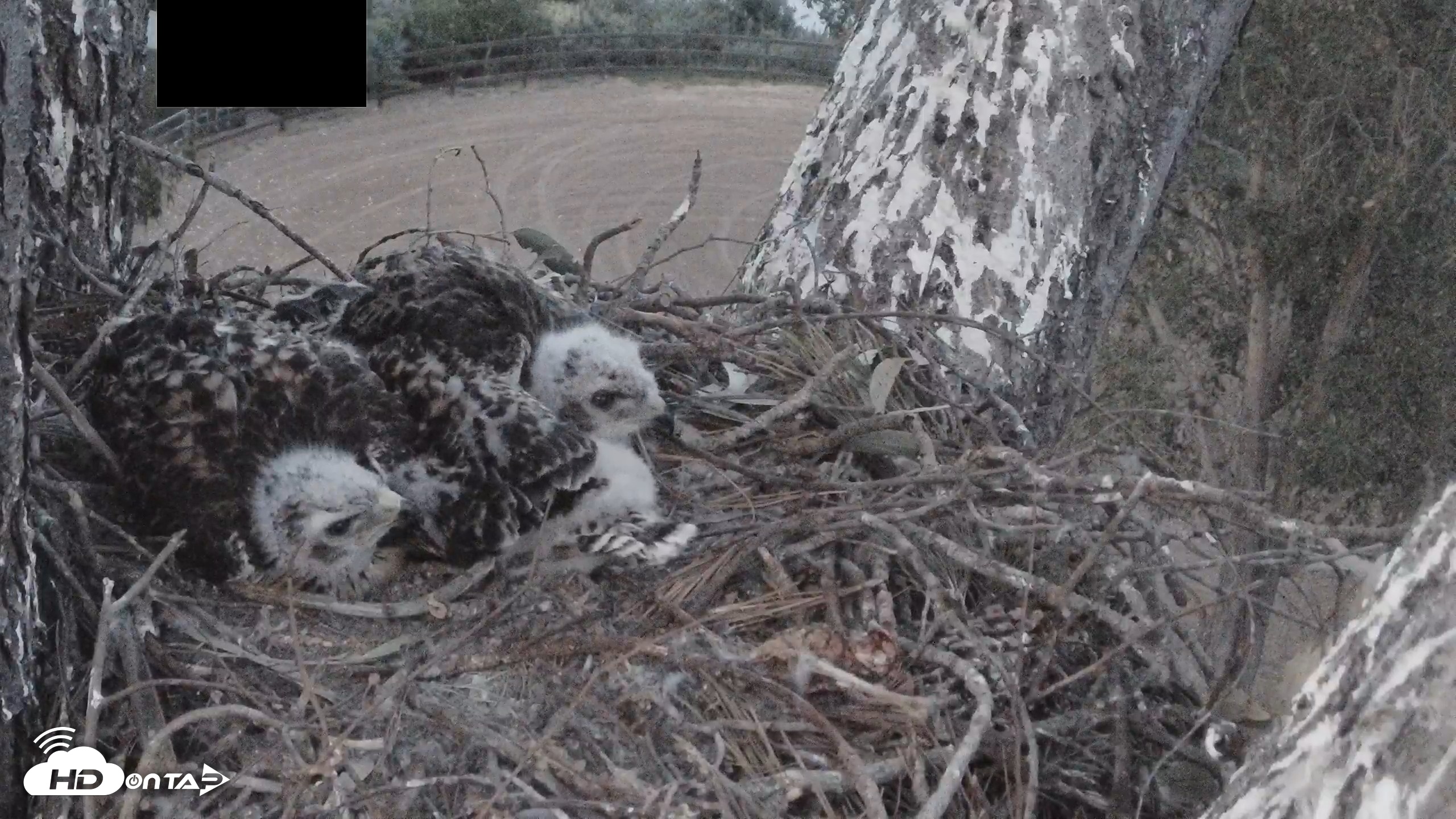 Snapshot of Red-Tailed Hawk Live Webcam taken Apr 23, 2026, 7:42pm PDT