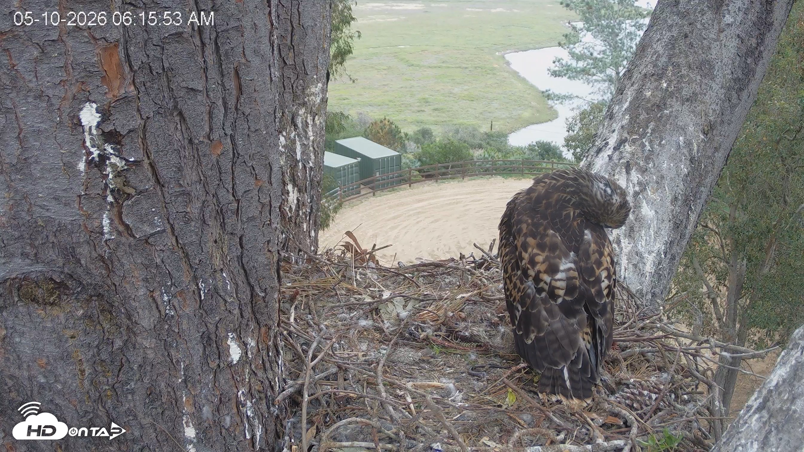 Snapshot of Red-Tailed Hawk Live Webcam taken May 10, 2026, 7:17am PDT