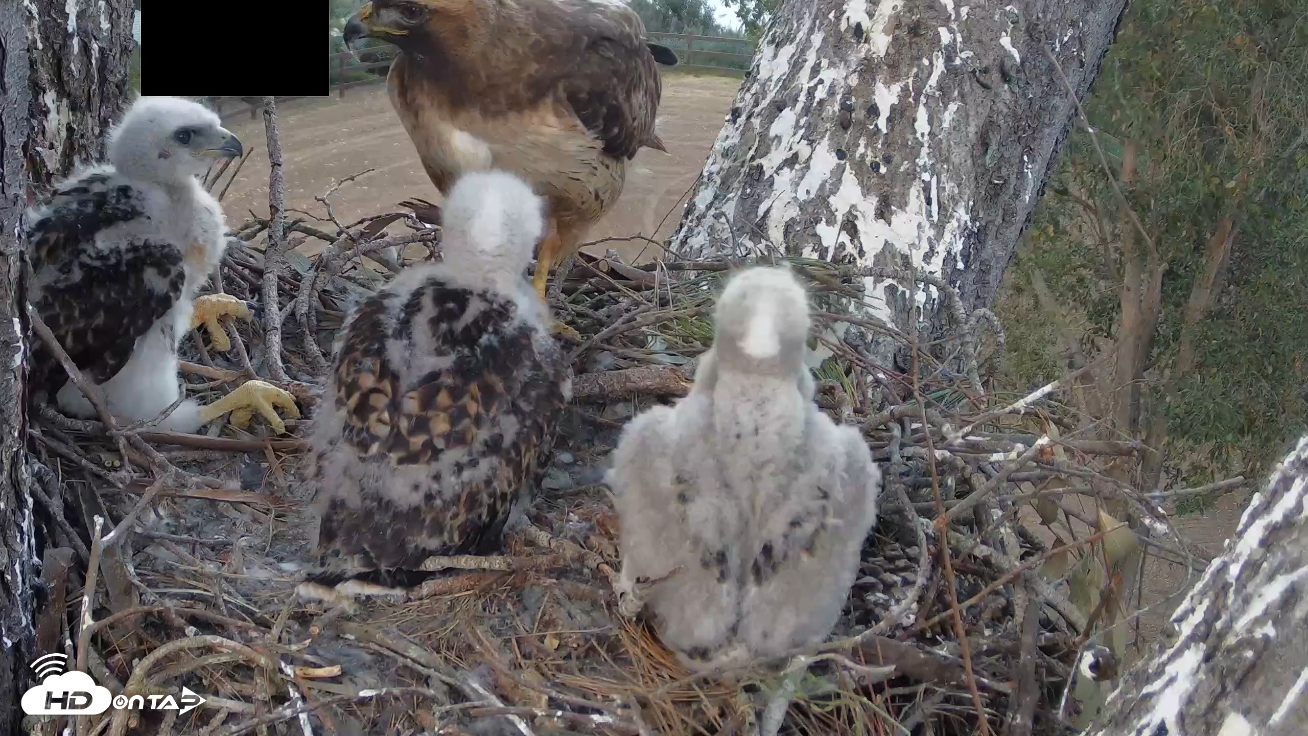 Snapshot of Red-Tailed Hawk Live Webcam taken Apr 17, 2026, 6:26pm PDT