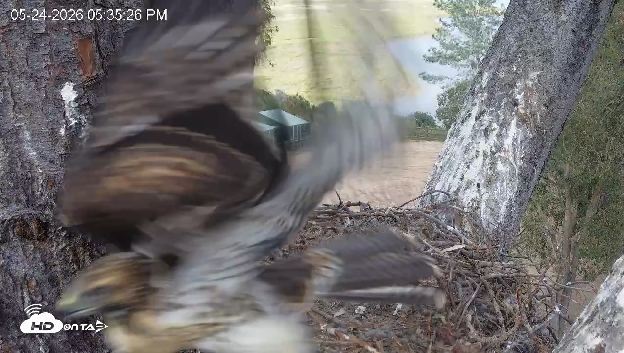 Snapshot of Red-Tailed Hawk Live Webcam taken May 24, 2026, 6:36pm PDT