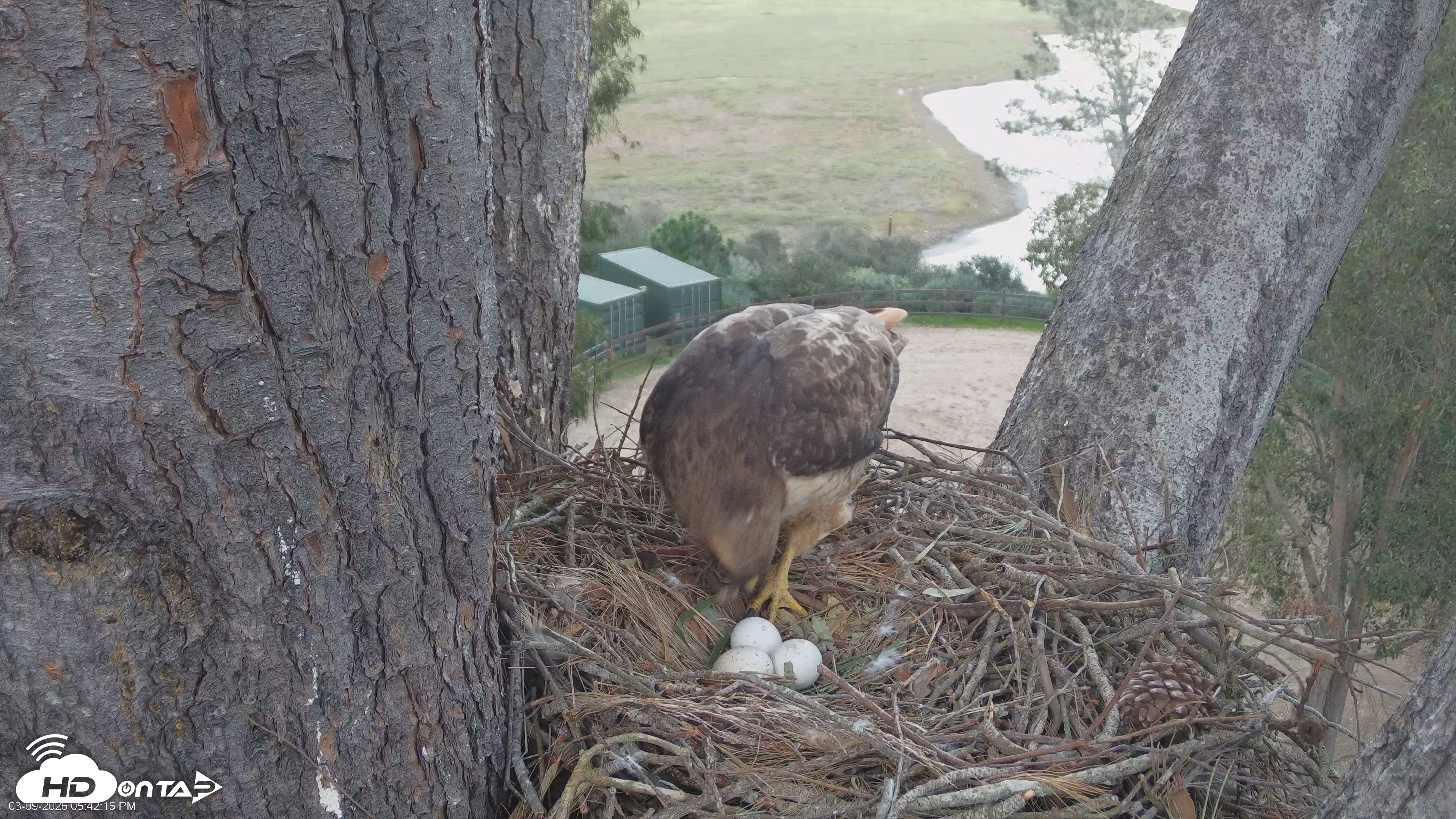 Snapshot of Red-Tailed Hawk Live Webcam taken Mar 9, 2026, 6:44pm PDT