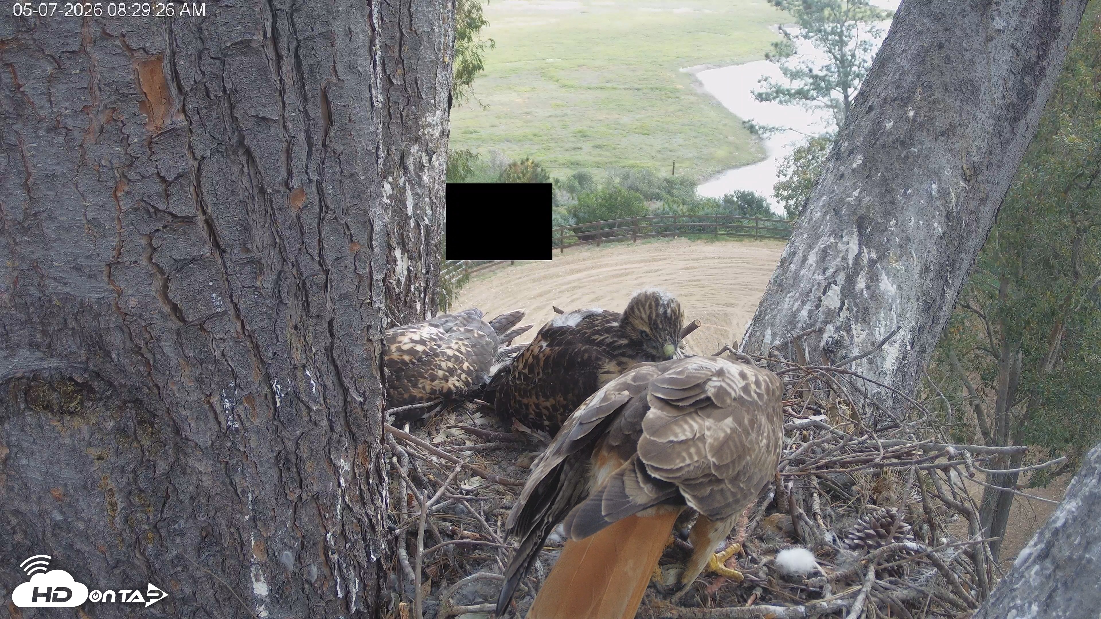 Snapshot of Red-Tailed Hawk Live Webcam taken May 7, 2026, 9:30am PDT