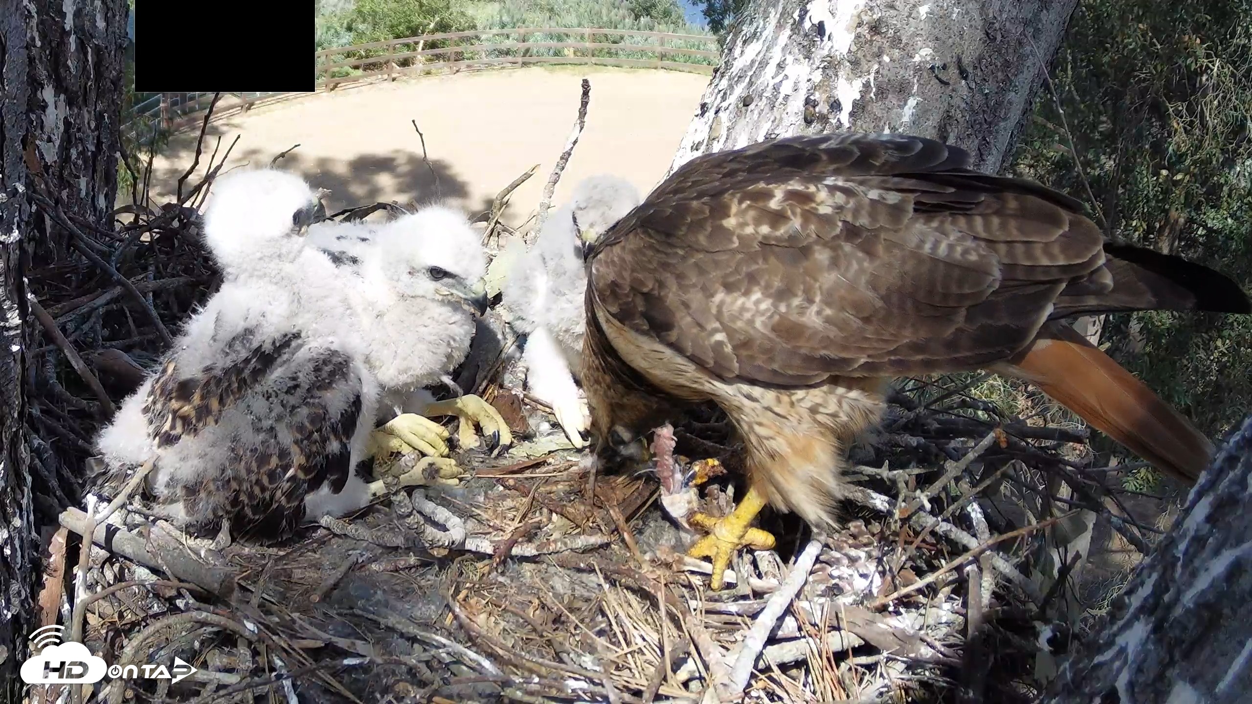 Snapshot of Red-Tailed Hawk Live Webcam taken Apr 15, 2026, 3:25pm PDT