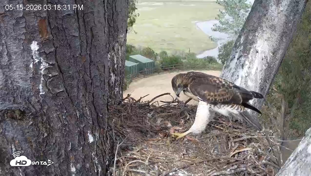 Snapshot of Red-Tailed Hawk Live Webcam taken May 15, 2026, 4:21pm PDT