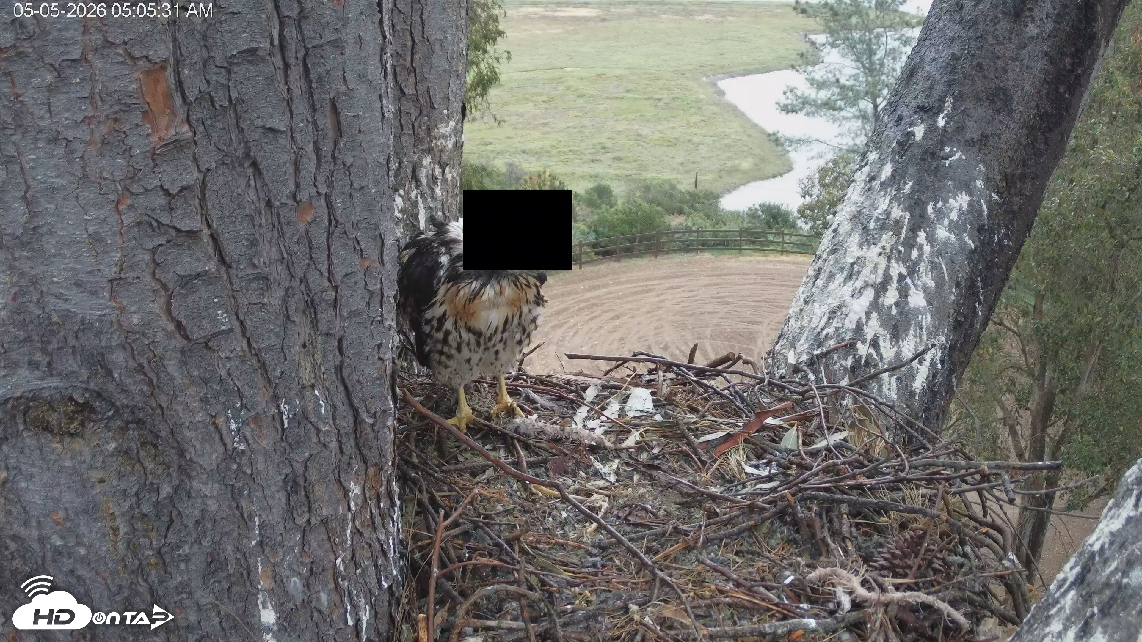 Snapshot of Red-Tailed Hawk Live Webcam taken May 5, 2026, 6:06am PDT
