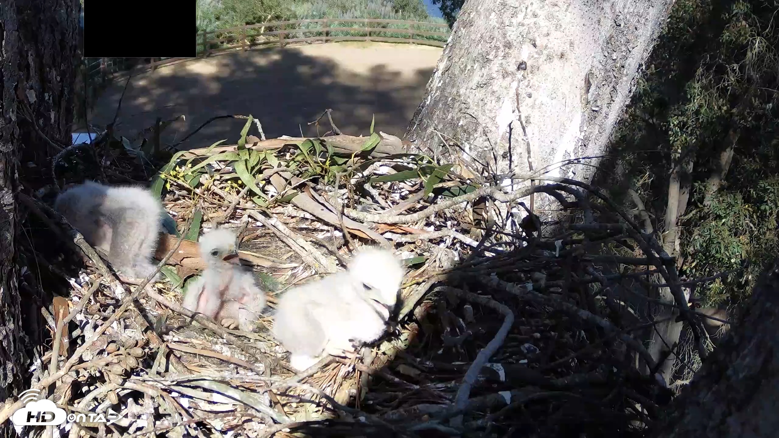 Snapshot of Red-Tailed Hawk Live Webcam taken Apr 1, 2026, 3:52pm PDT