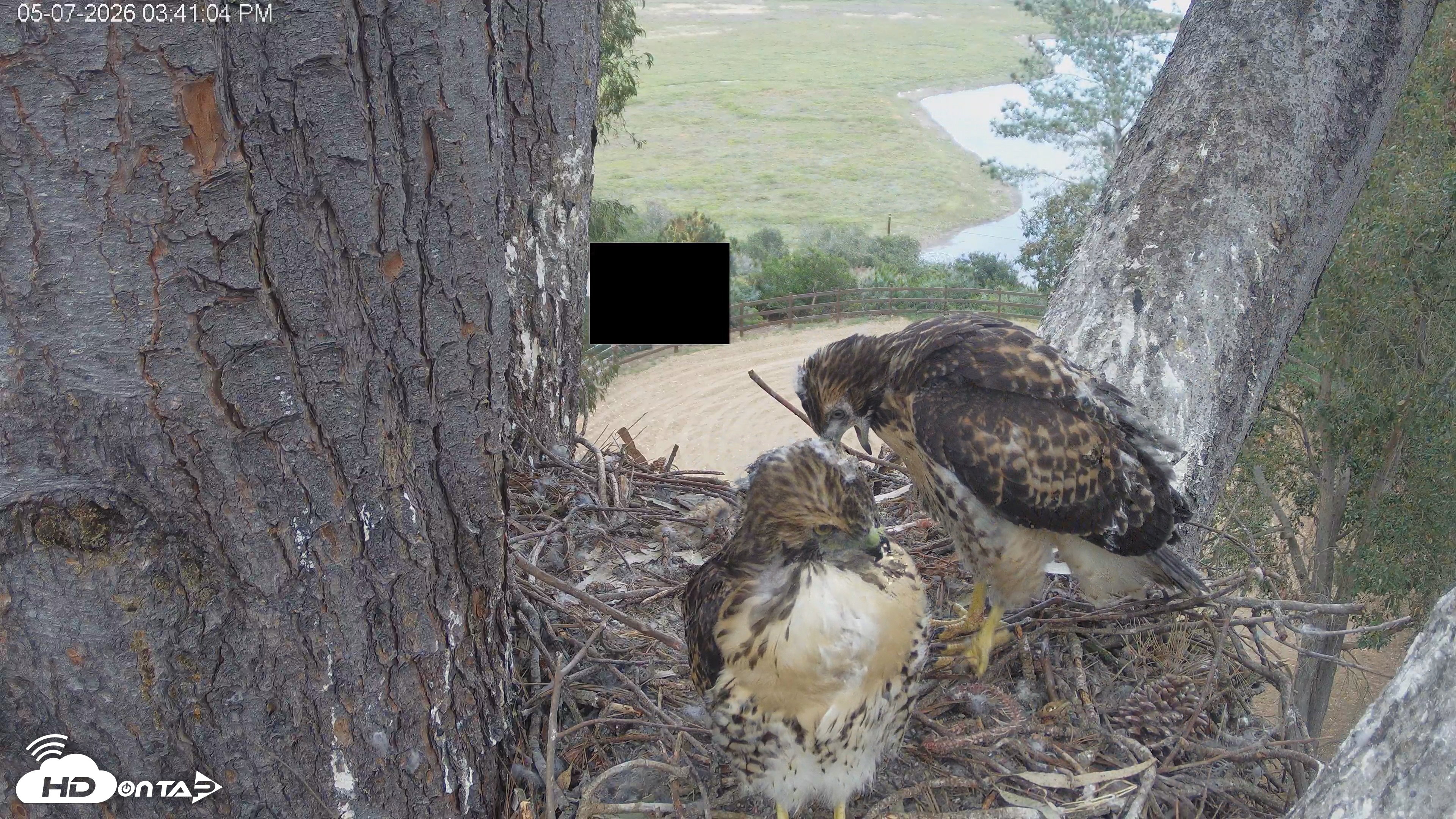 Snapshot of Red-Tailed Hawk Live Webcam taken May 7, 2026, 4:48pm PDT