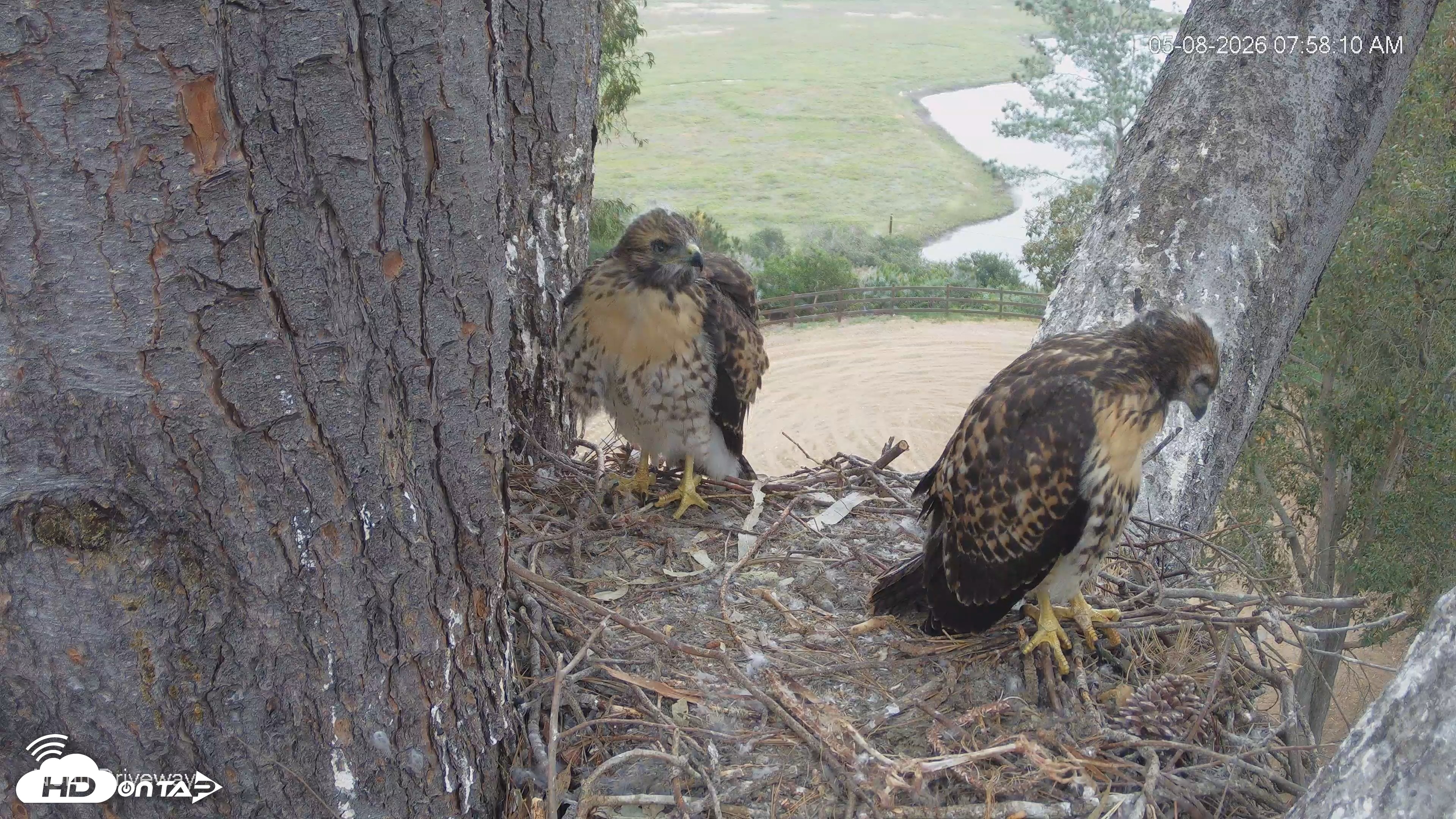 Snapshot of Red-Tailed Hawk Live Webcam taken May 8, 2026, 8:59am PDT