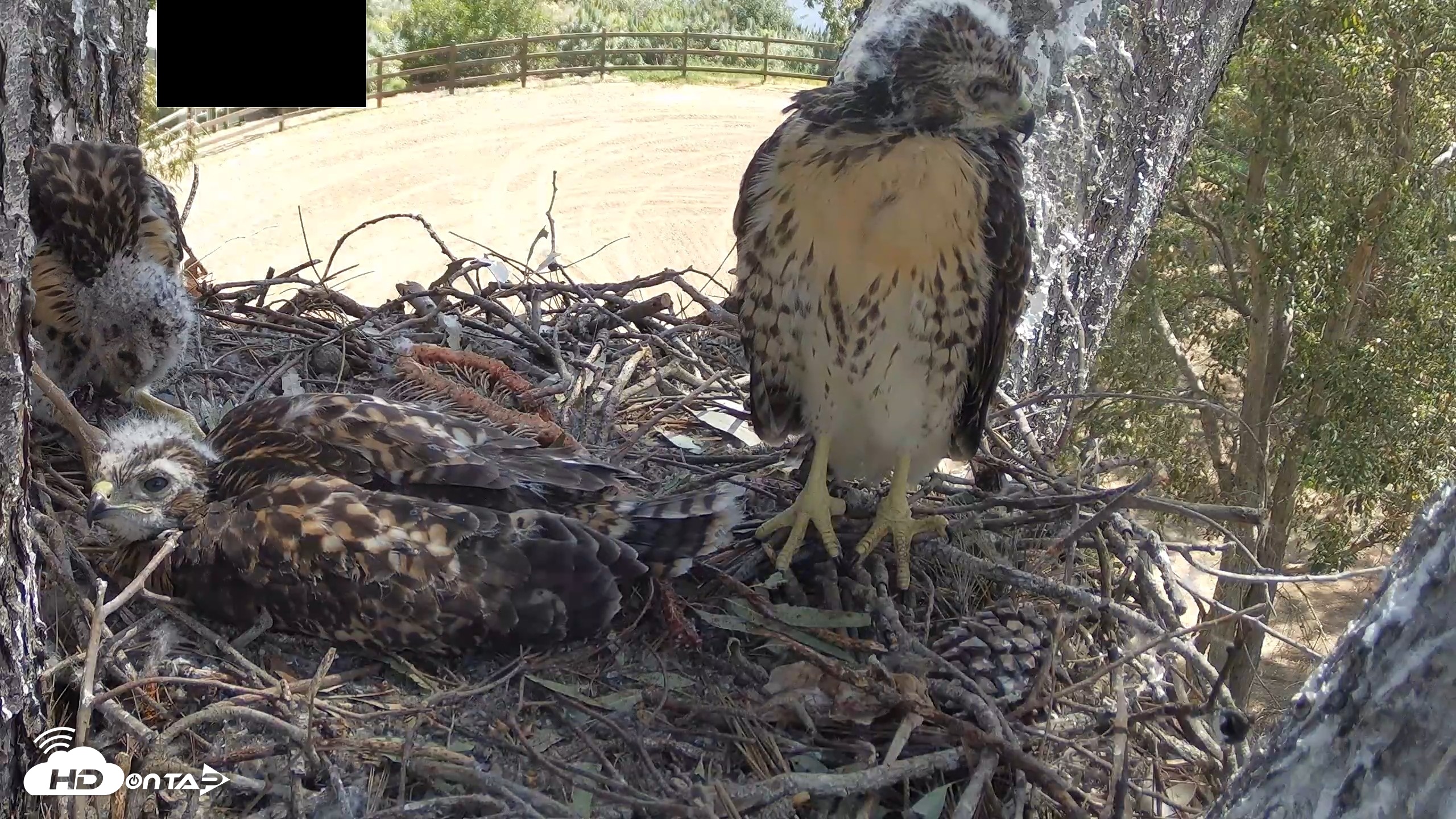 Snapshot of Red-Tailed Hawk Live Webcam taken Apr 28, 2026, 10:37am PDT