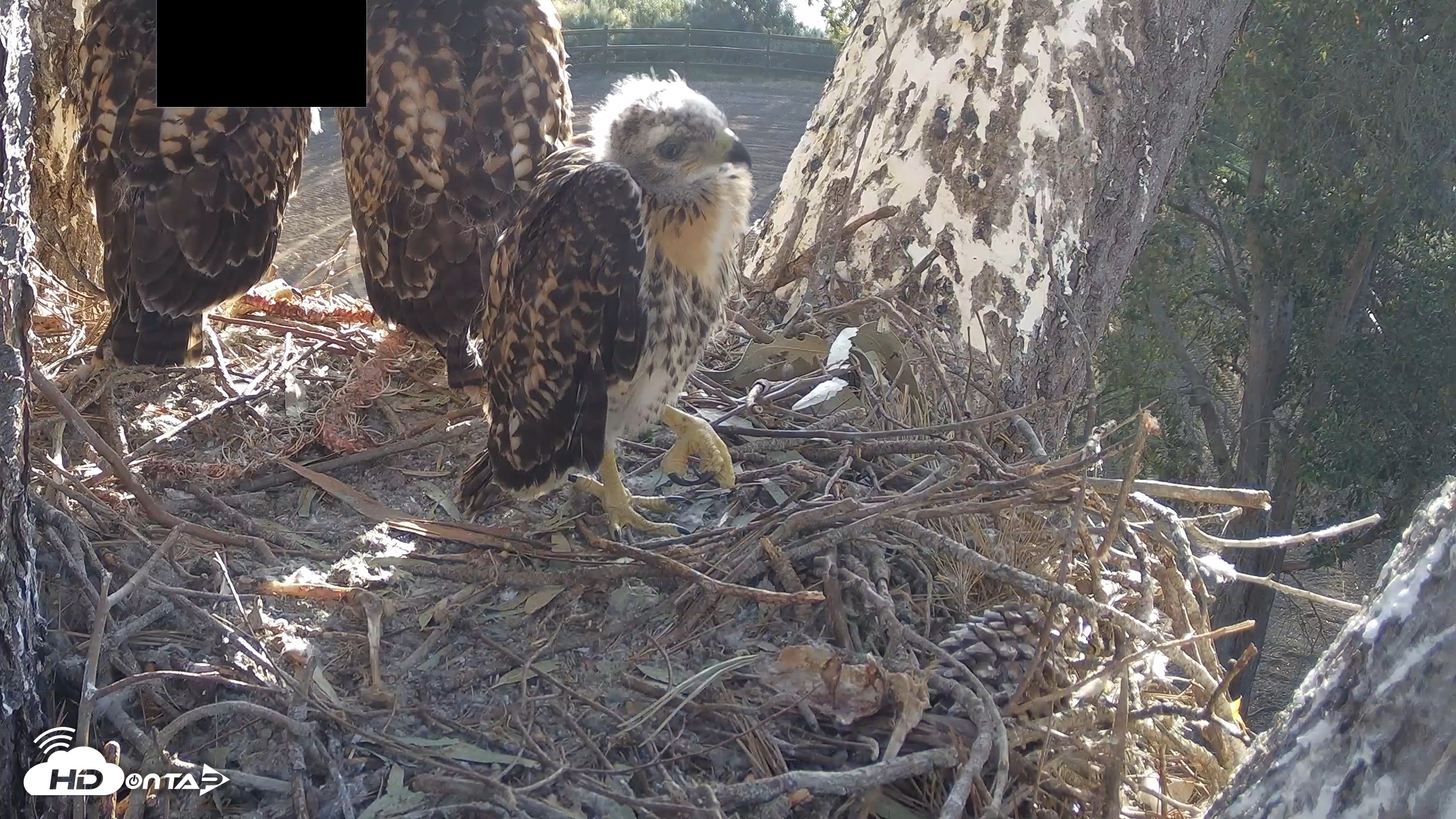 Snapshot of Red-Tailed Hawk Live Webcam taken Apr 29, 2026, 7:06am PDT