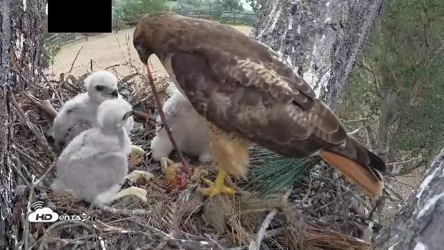 Snapshot of Red-Tailed Hawk Live Webcam taken Apr 12, 2026, 3:23pm PDT