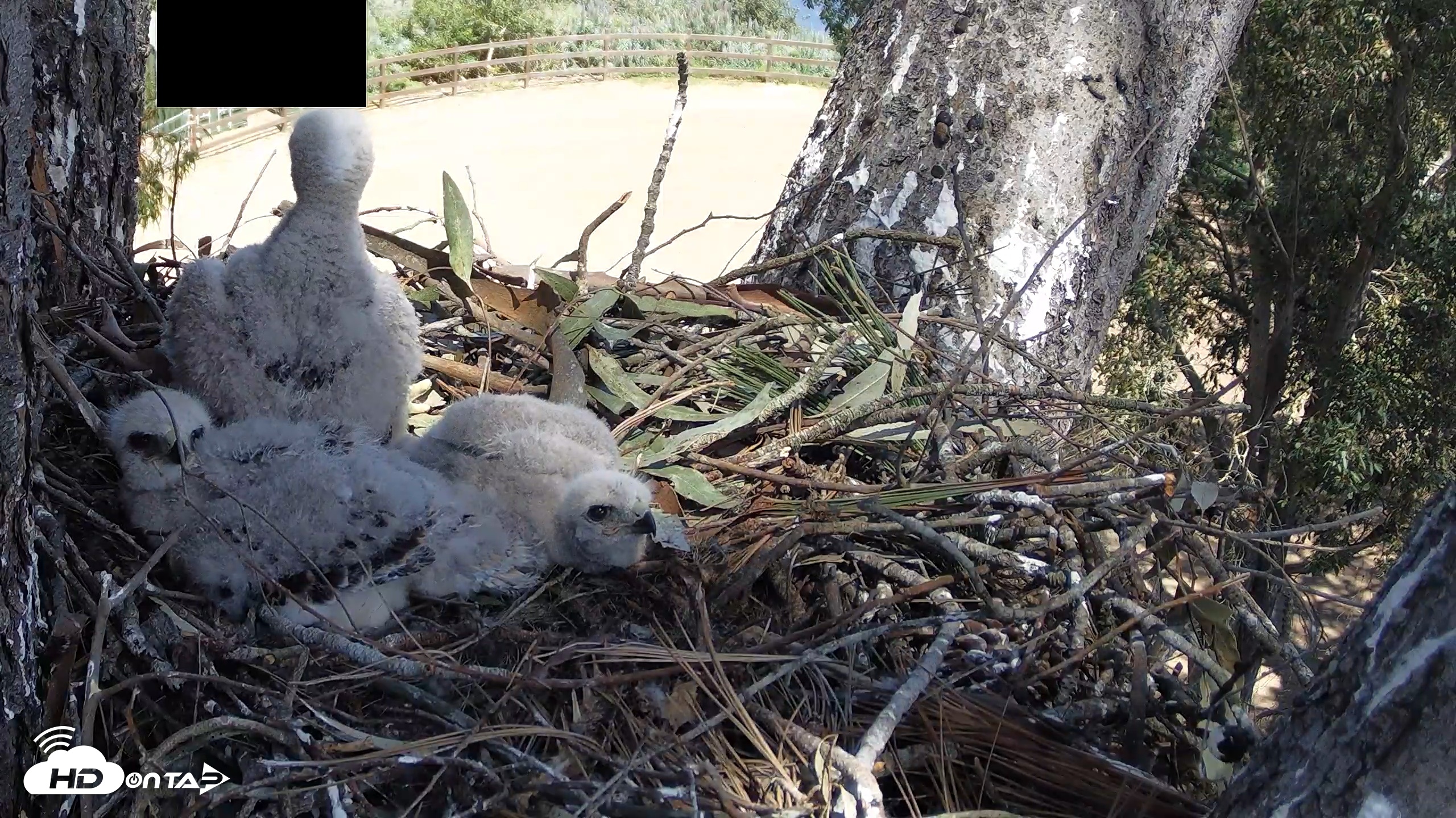 Snapshot of Red-Tailed Hawk Live Webcam taken Apr 11, 2026, 1:55pm PDT