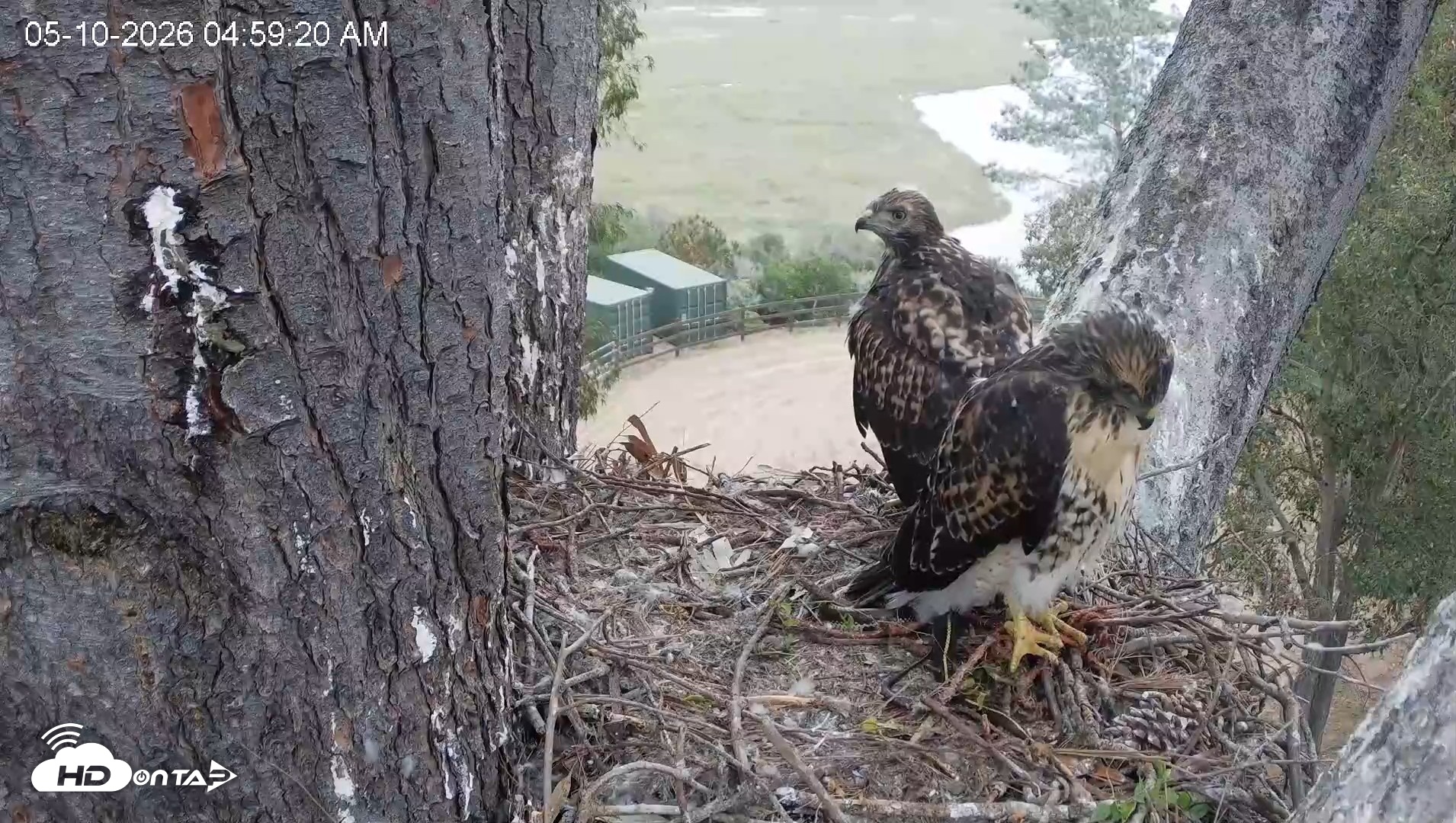 Snapshot of Red-Tailed Hawk Live Webcam taken May 10, 2026, 6:02am PDT