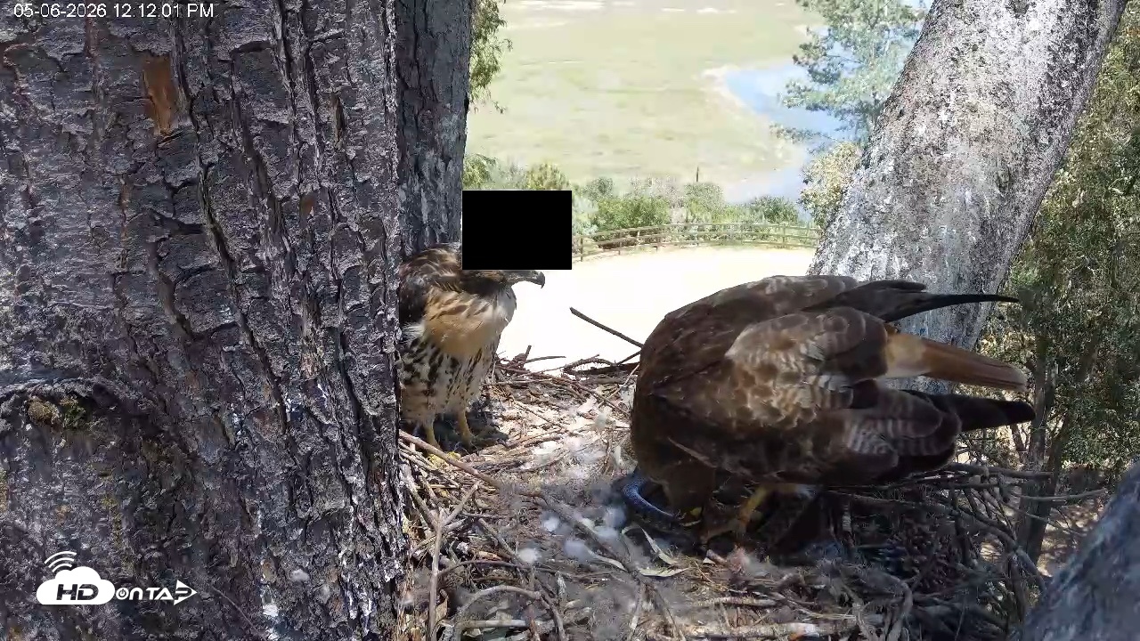 Snapshot of Red-Tailed Hawk Live Webcam taken May 6, 2026, 1:15pm PDT