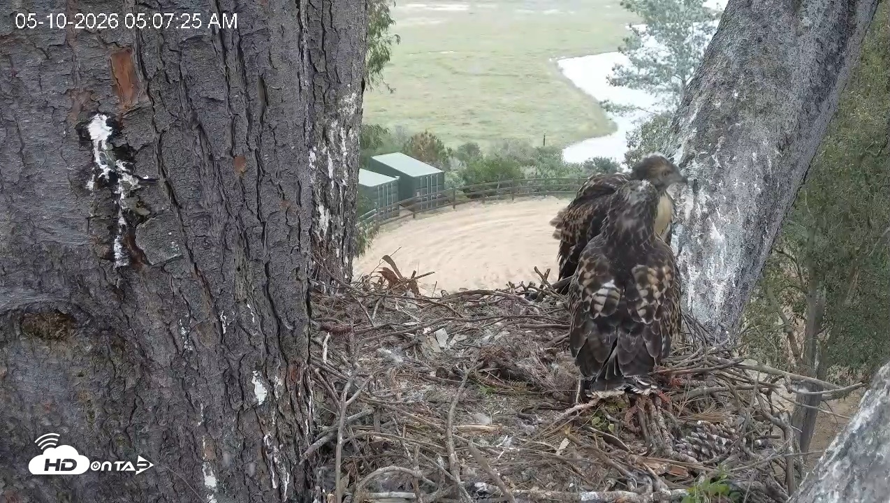 Snapshot of Red-Tailed Hawk Live Webcam taken May 10, 2026, 6:10am PDT