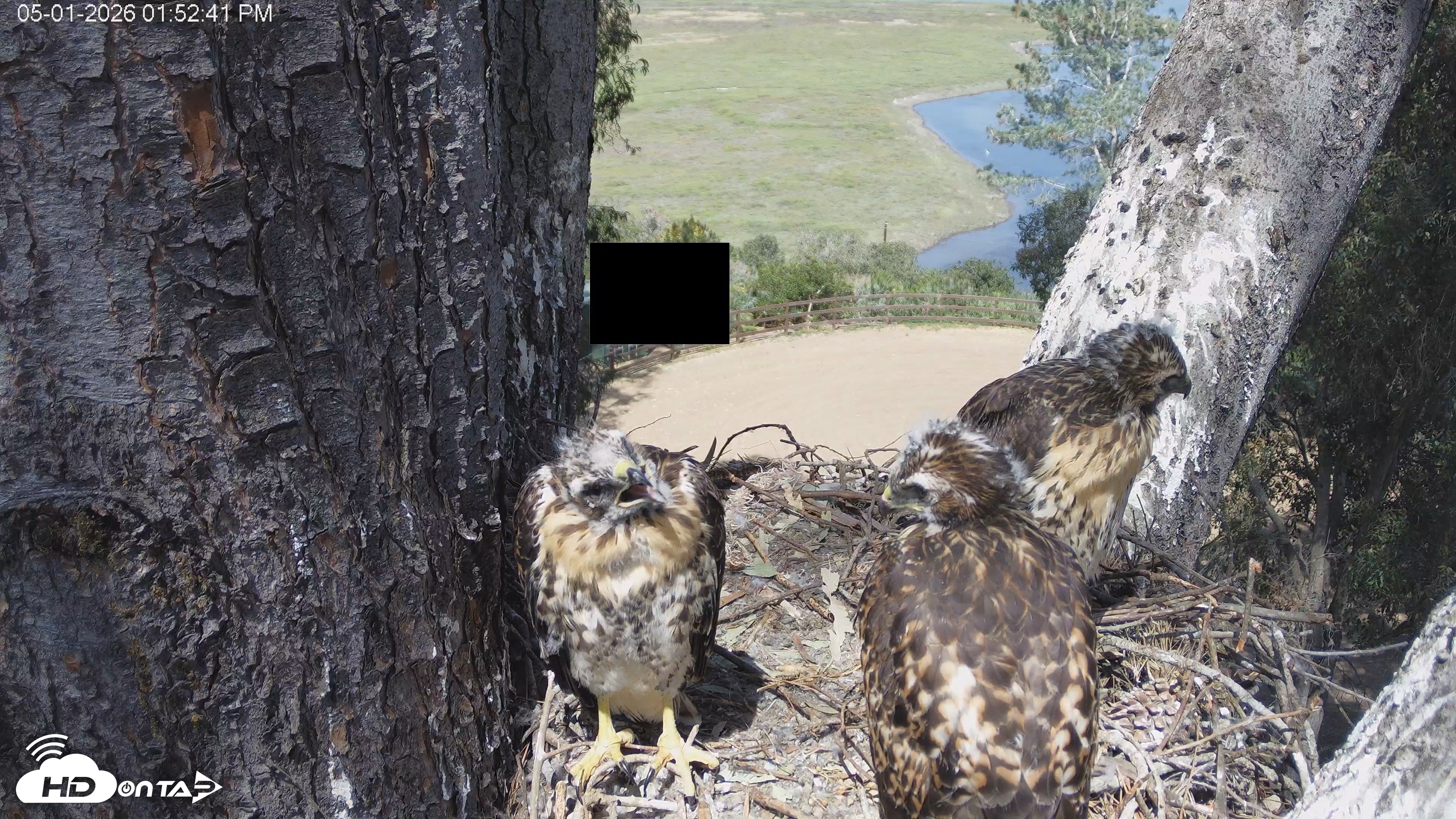 Snapshot of Red-Tailed Hawk Live Webcam taken May 1, 2026, 2:55pm PDT