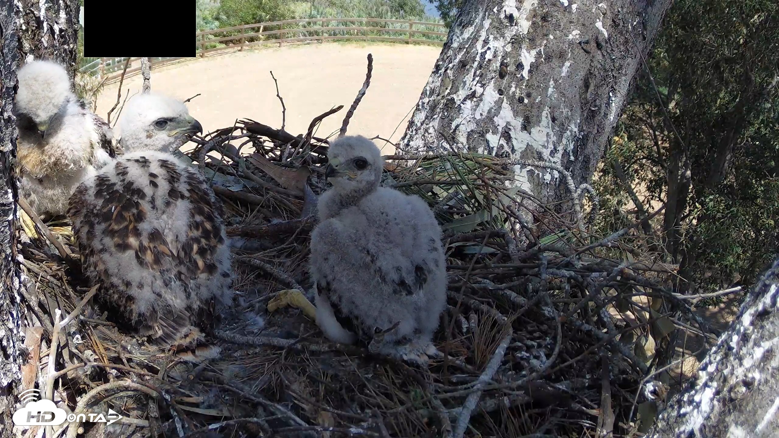 Snapshot of Red-Tailed Hawk Live Webcam taken Apr 17, 2026, 2:01pm PDT