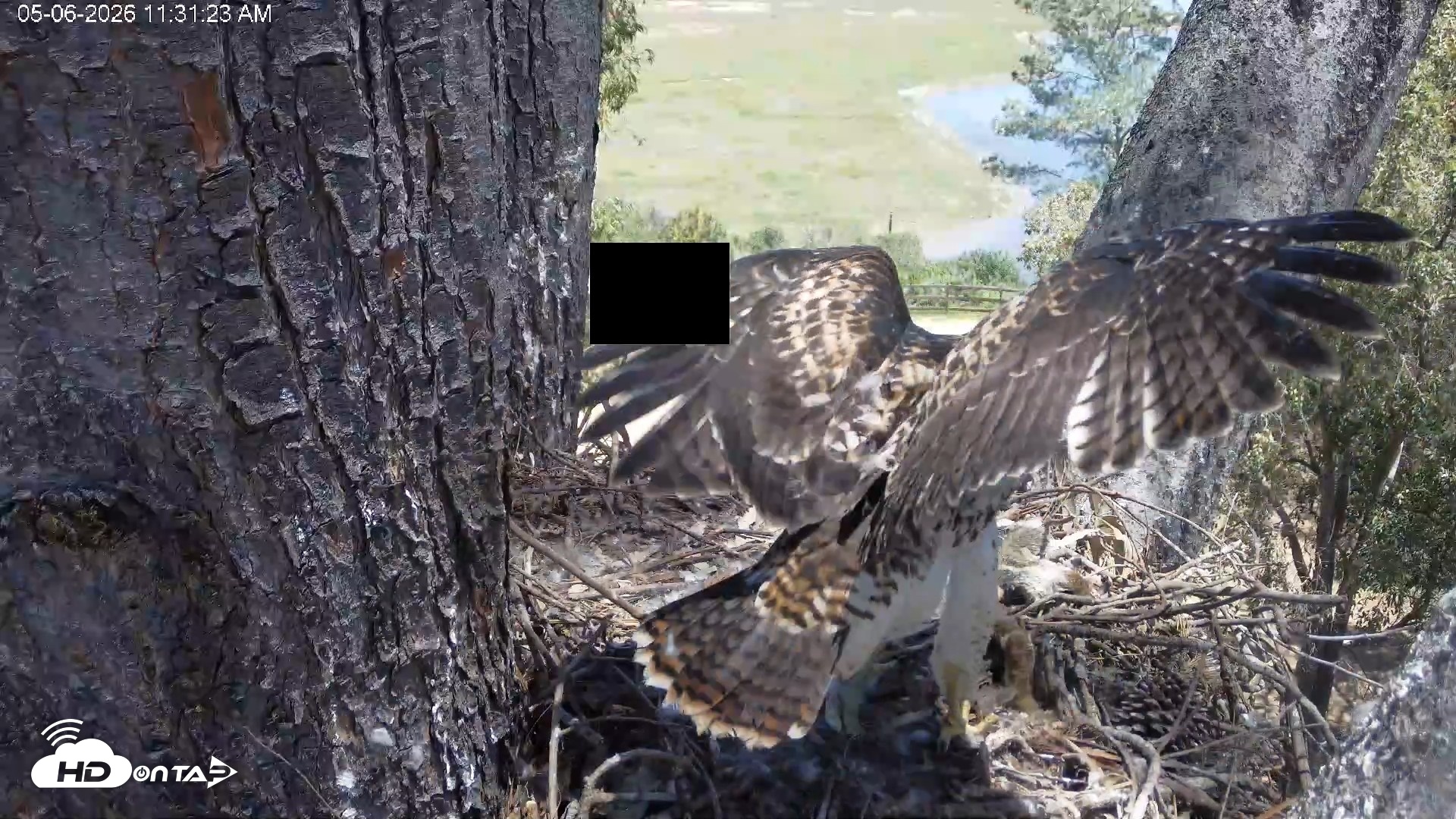 Snapshot of Red-Tailed Hawk Live Webcam taken May 6, 2026, 12:34pm PDT