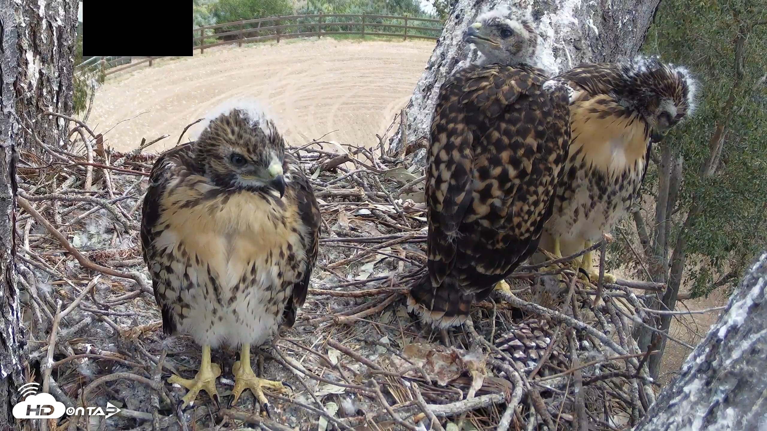 Snapshot of Red-Tailed Hawk Live Webcam taken Apr 30, 2026, 11:24am PDT