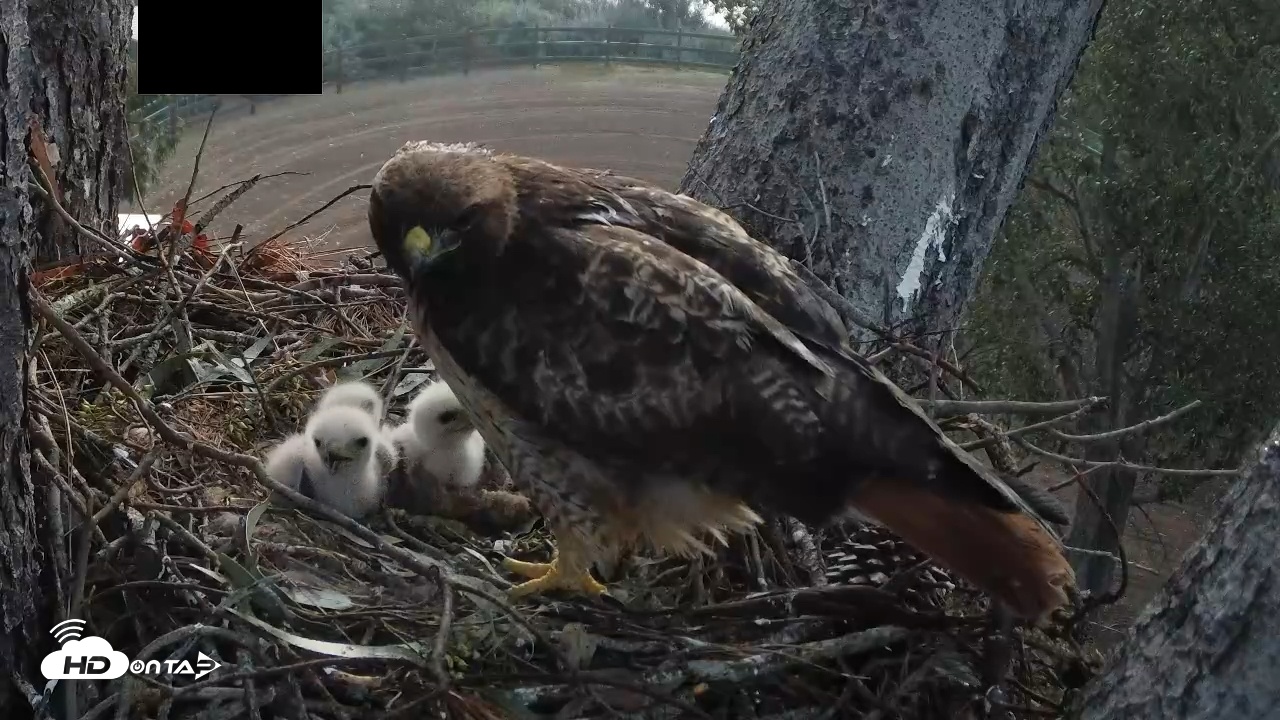Snapshot of Red-Tailed Hawk Live Webcam taken Mar 29, 2026, 6:32am PDT
