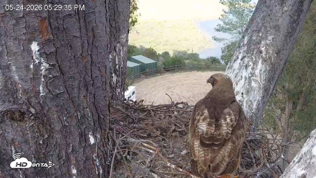 Snapshot of Red-Tailed Hawk Live Webcam taken May 24, 2026, 6:33pm PDT