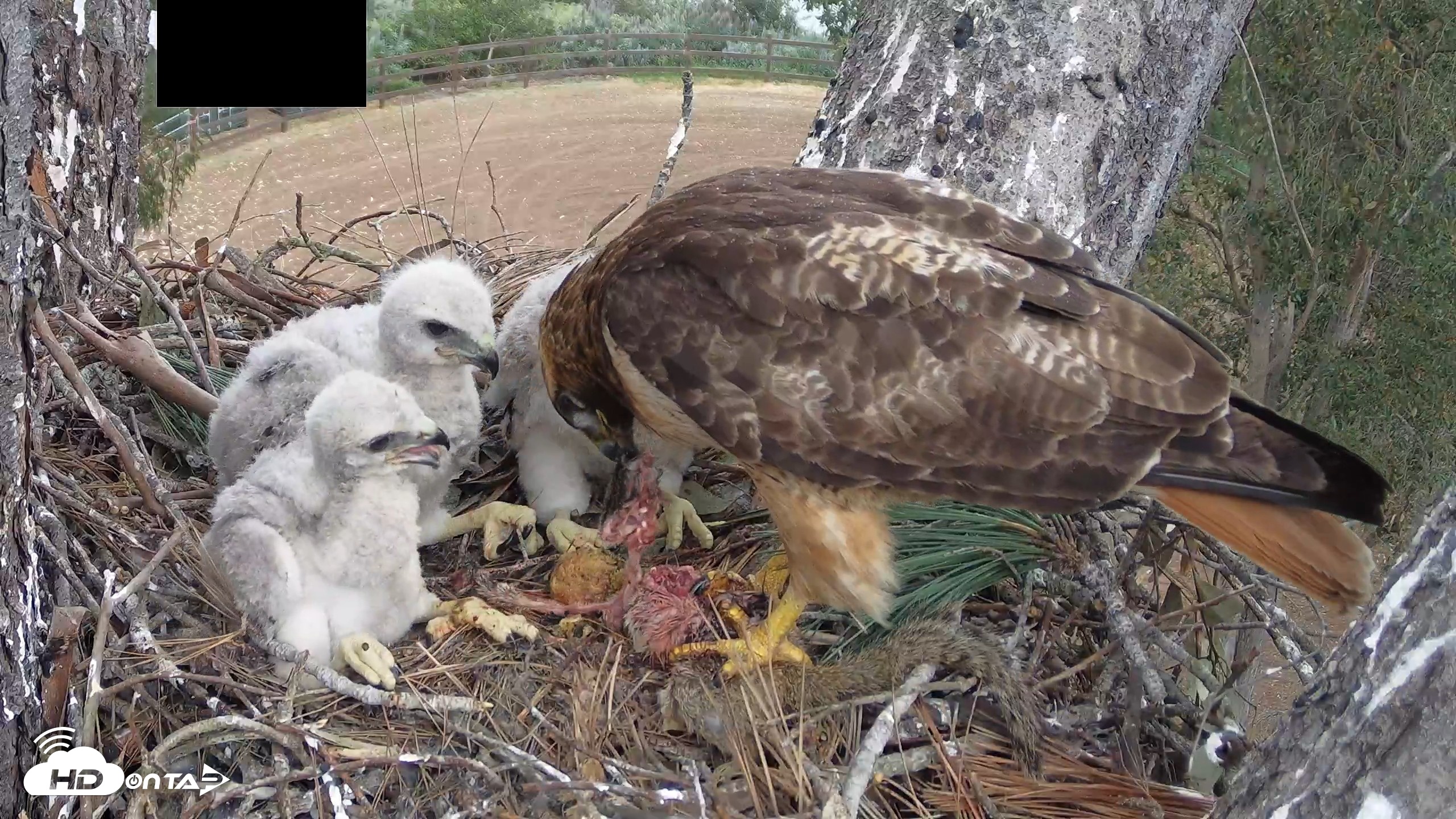 Snapshot of Red-Tailed Hawk Live Webcam taken Apr 12, 2026, 3:41pm PDT
