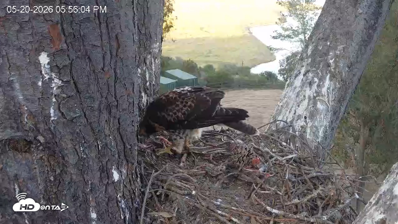 Snapshot of Red-Tailed Hawk Live Webcam taken May 20, 2026, 6:56pm PDT