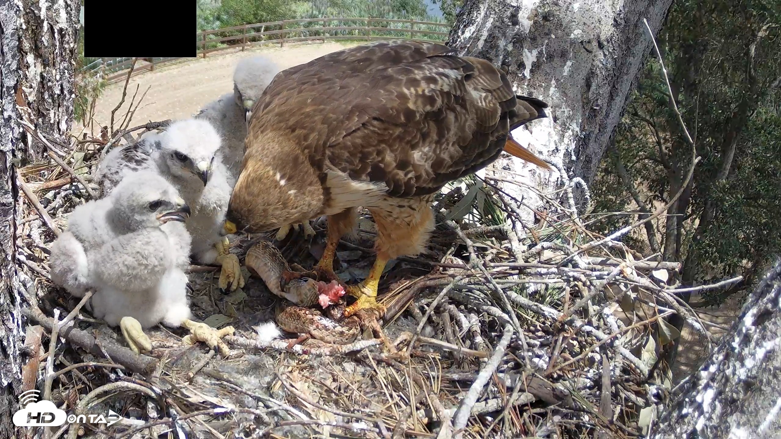 Snapshot of Red-Tailed Hawk Live Webcam taken Apr 15, 2026, 1:13pm PDT
