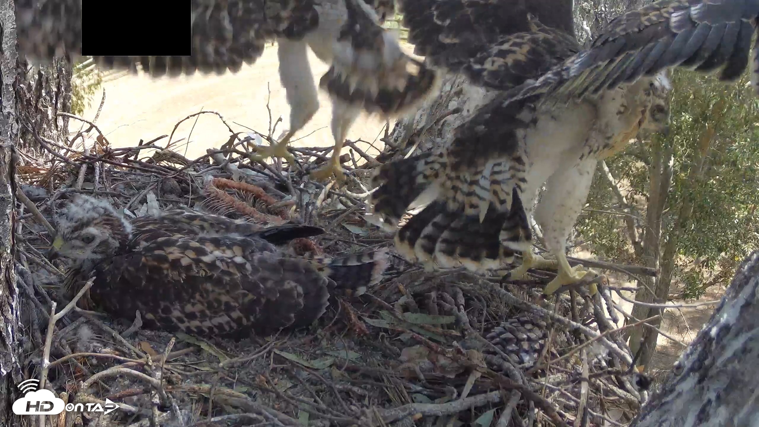 Snapshot of Red-Tailed Hawk Live Webcam taken Apr 28, 2026, 10:35am PDT
