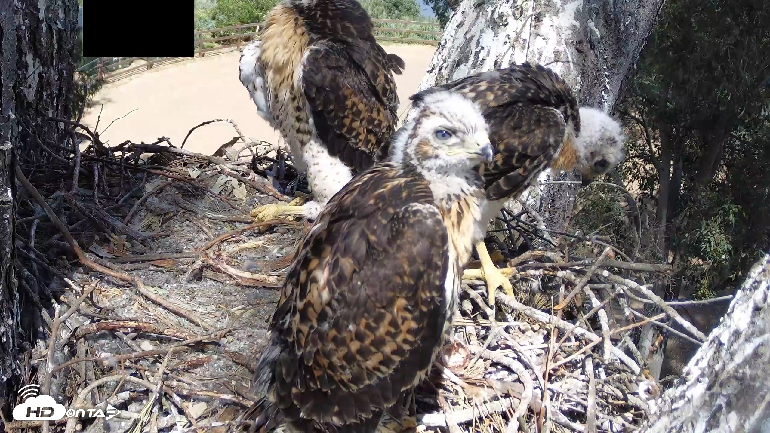 Snapshot of Red-Tailed Hawk Live Webcam taken Apr 26, 2026, 2:46pm PDT