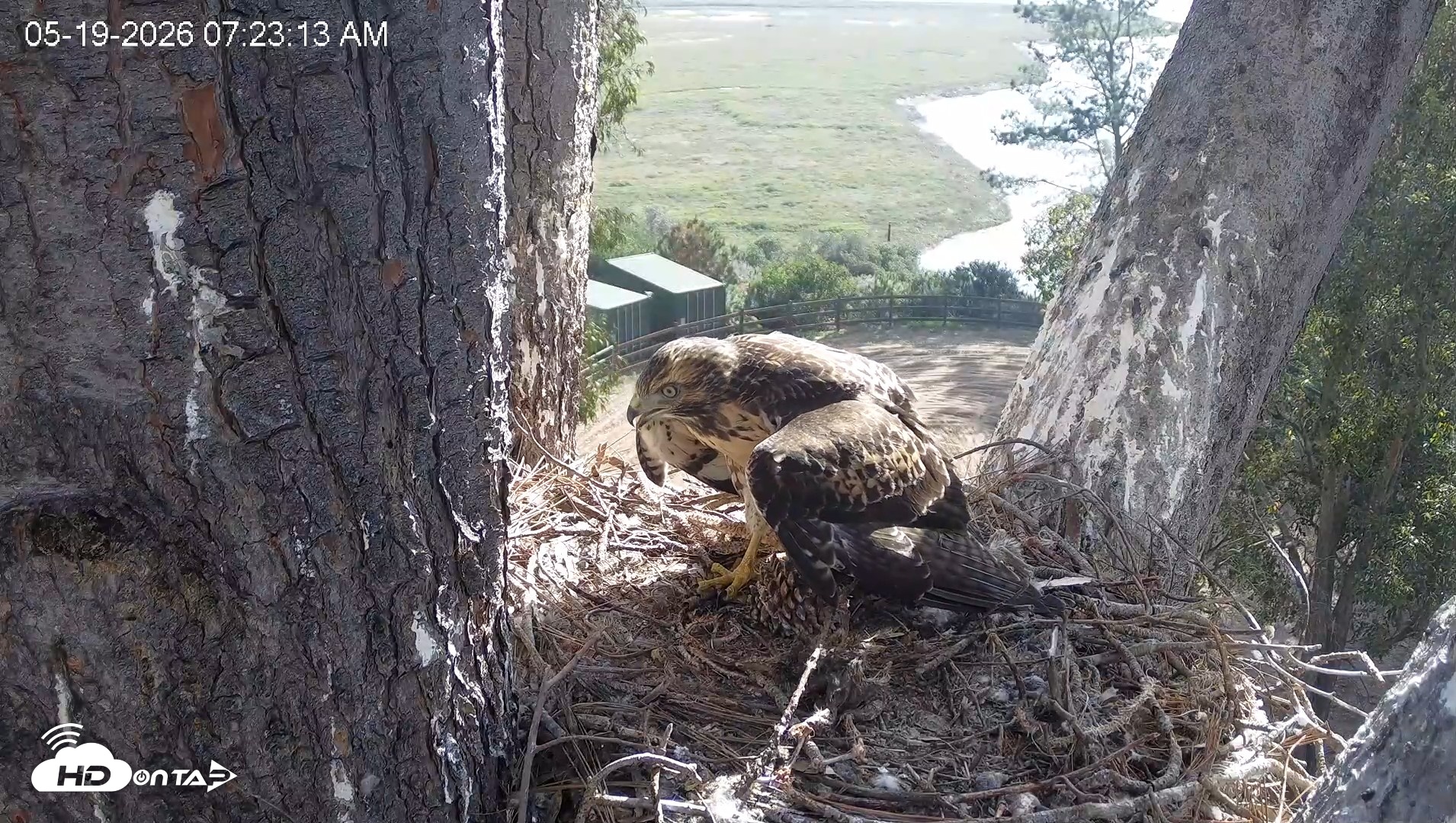 Snapshot of Red-Tailed Hawk Live Webcam taken May 19, 2026, 8:24am PDT