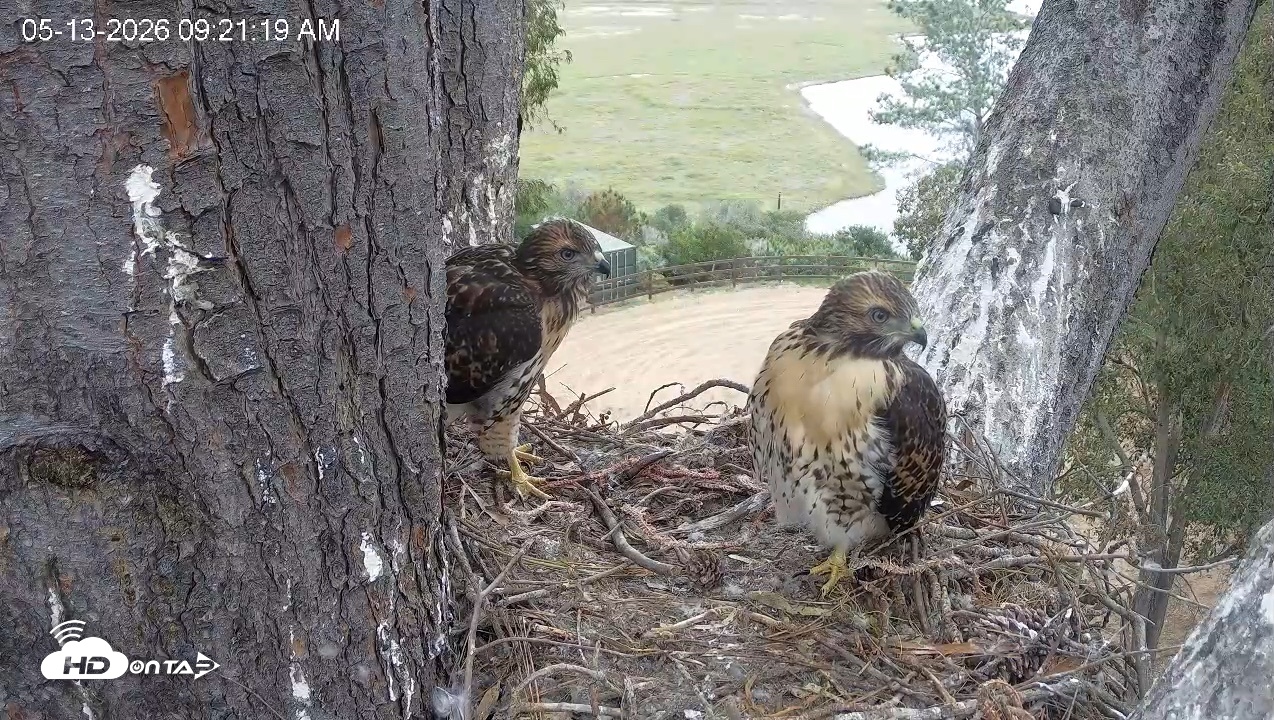 Snapshot of Red-Tailed Hawk Live Webcam taken May 13, 2026, 10:24am PDT