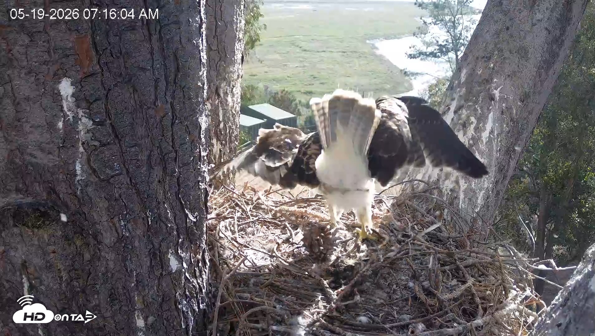 Snapshot of Red-Tailed Hawk Live Webcam taken May 19, 2026, 8:16am PDT