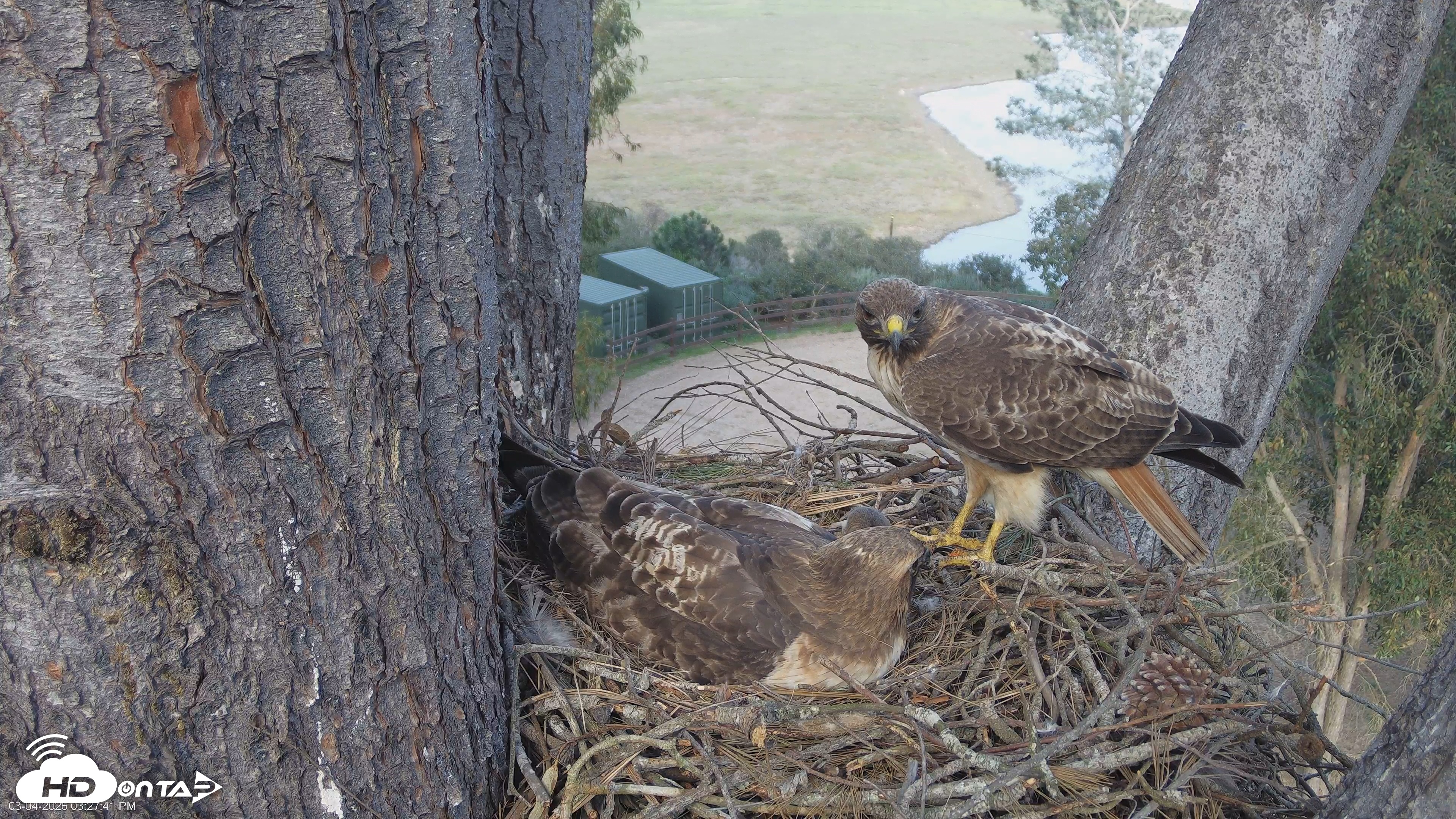 Snapshot of Red-Tailed Hawk Live Webcam taken Mar 4, 2026, 3:30pm PST