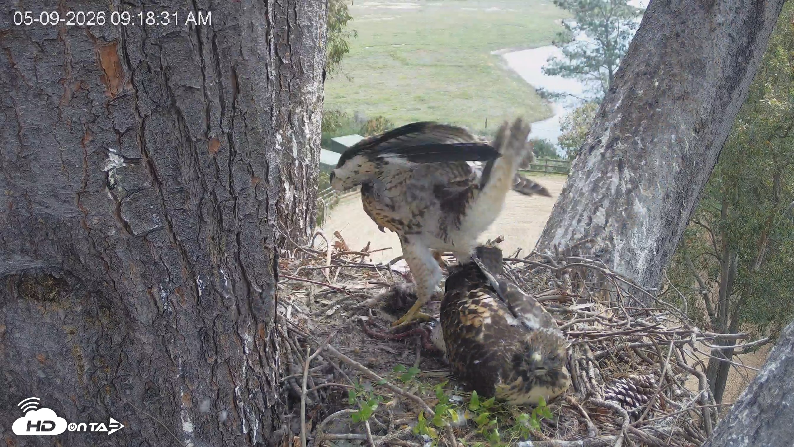 Snapshot of Red-Tailed Hawk Live Webcam taken May 9, 2026, 10:19am PDT