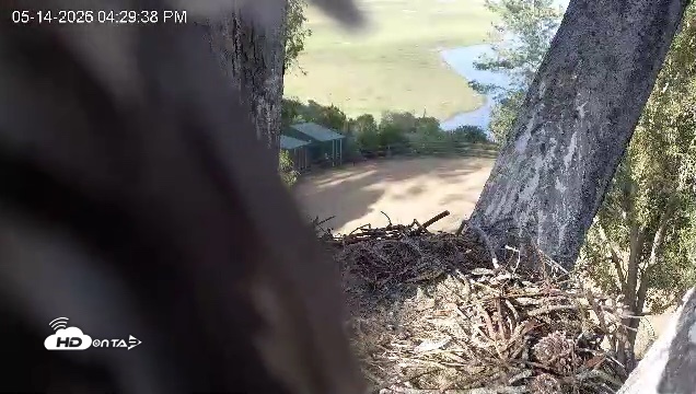 Snapshot of Red-Tailed Hawk Live Webcam taken May 14, 2026, 5:31pm PDT