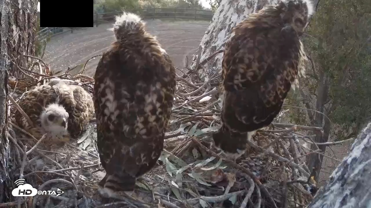 Snapshot of Red-Tailed Hawk Live Webcam taken Apr 28, 2026, 5:55am PDT