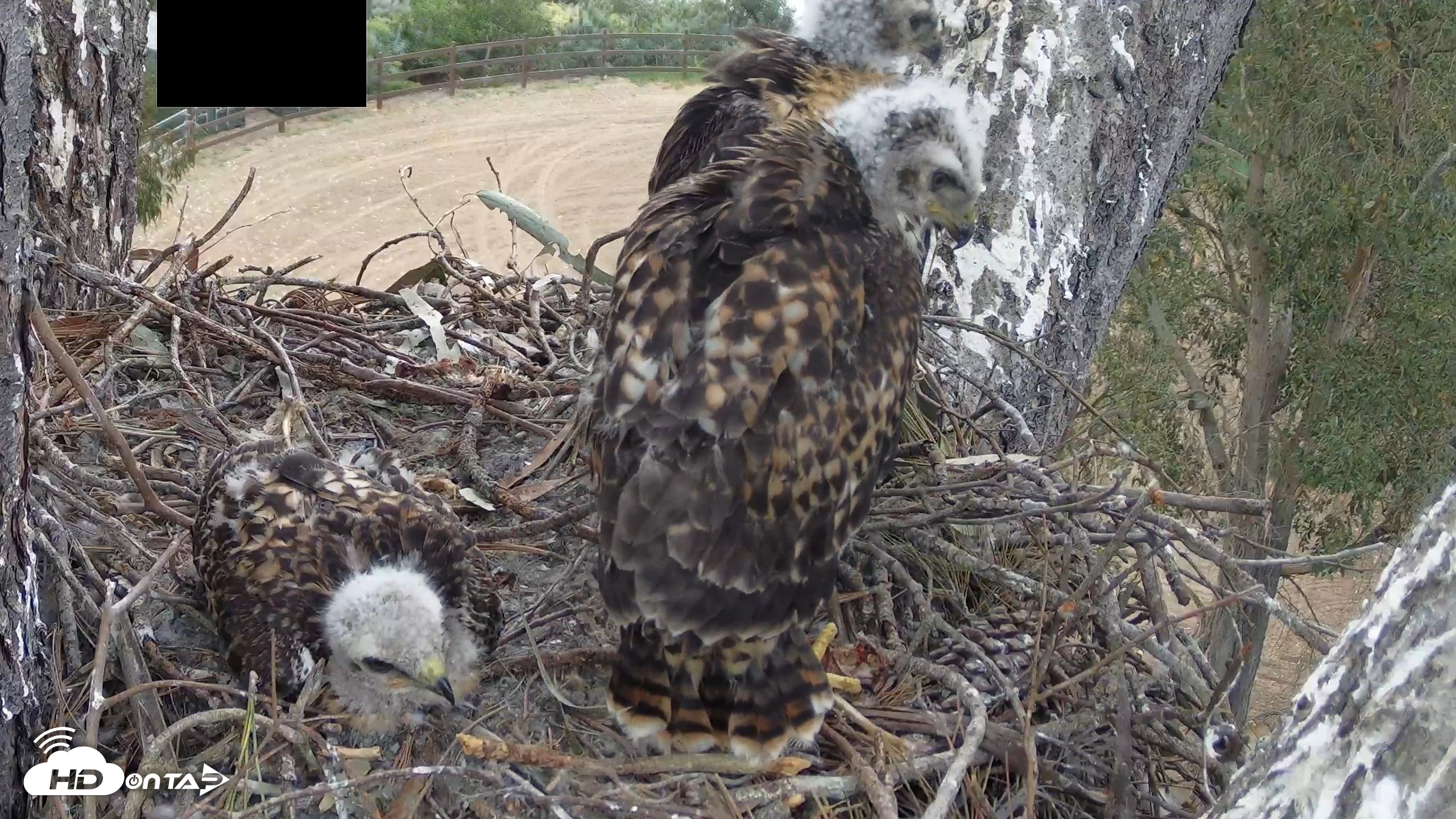Snapshot of Red-Tailed Hawk Live Webcam taken Apr 24, 2026, 5:38pm PDT