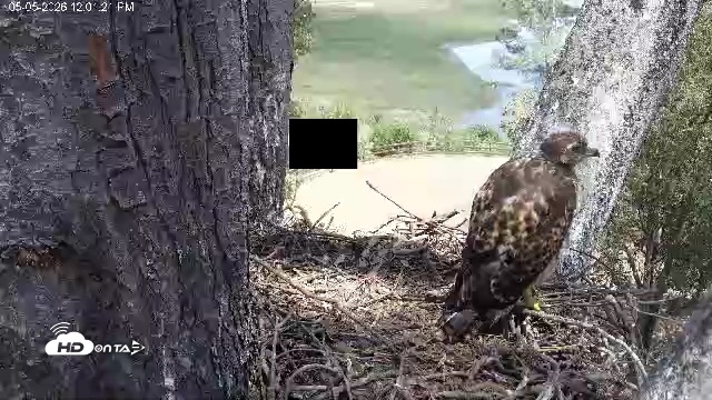 Snapshot of Red-Tailed Hawk Live Webcam taken May 5, 2026, 1:05pm PDT